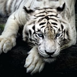 Белый тигр обои на телефон