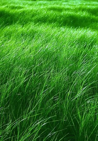 Зеленый фон трава