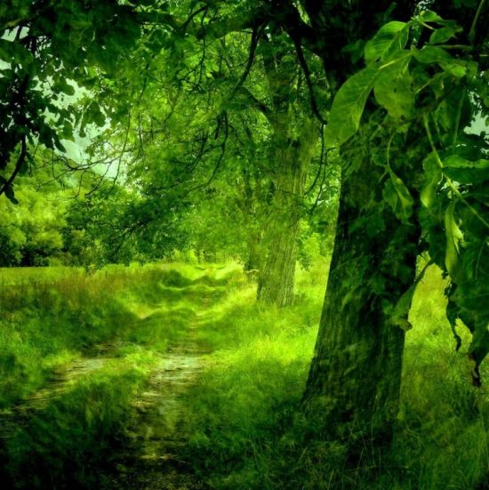 Фон зеленый лес