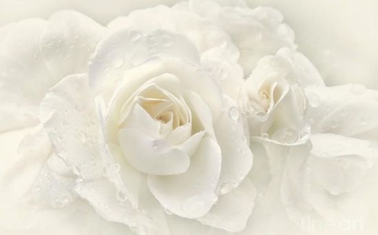 Заставка на телефон белые розы