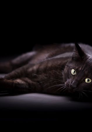 Черный котик на заставку