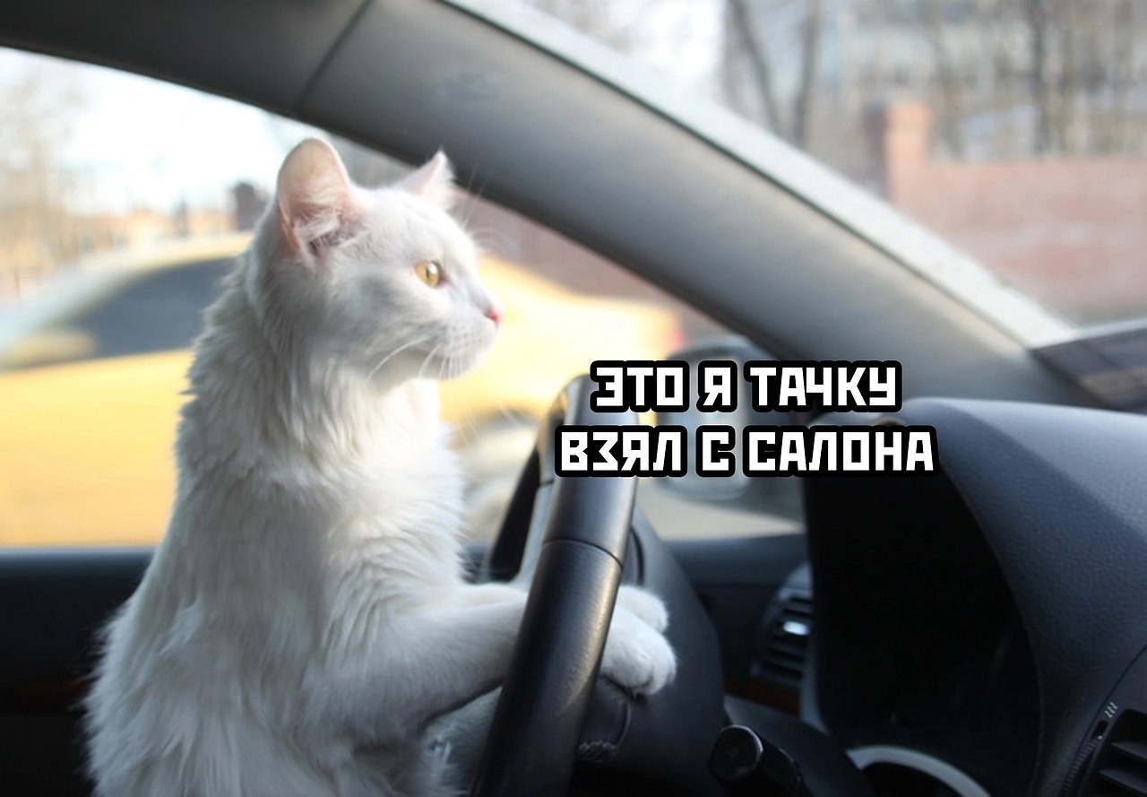 Коты за рулем