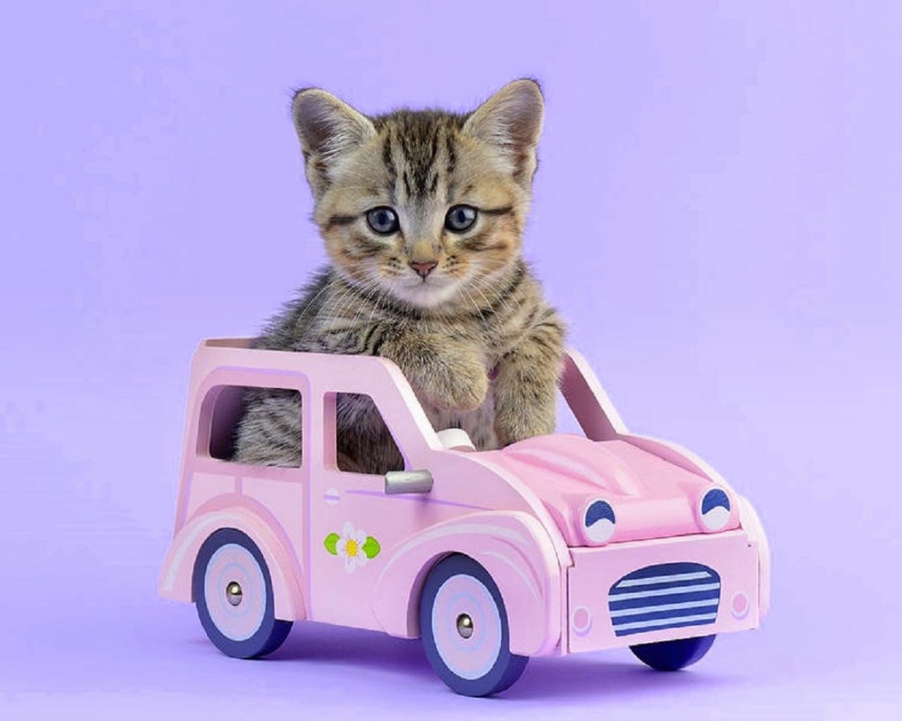 Машина покажи пожалуйста. Котенок на машинке. Кошка в машине. Кот на игрушечной машине. Кошечка в машинке.