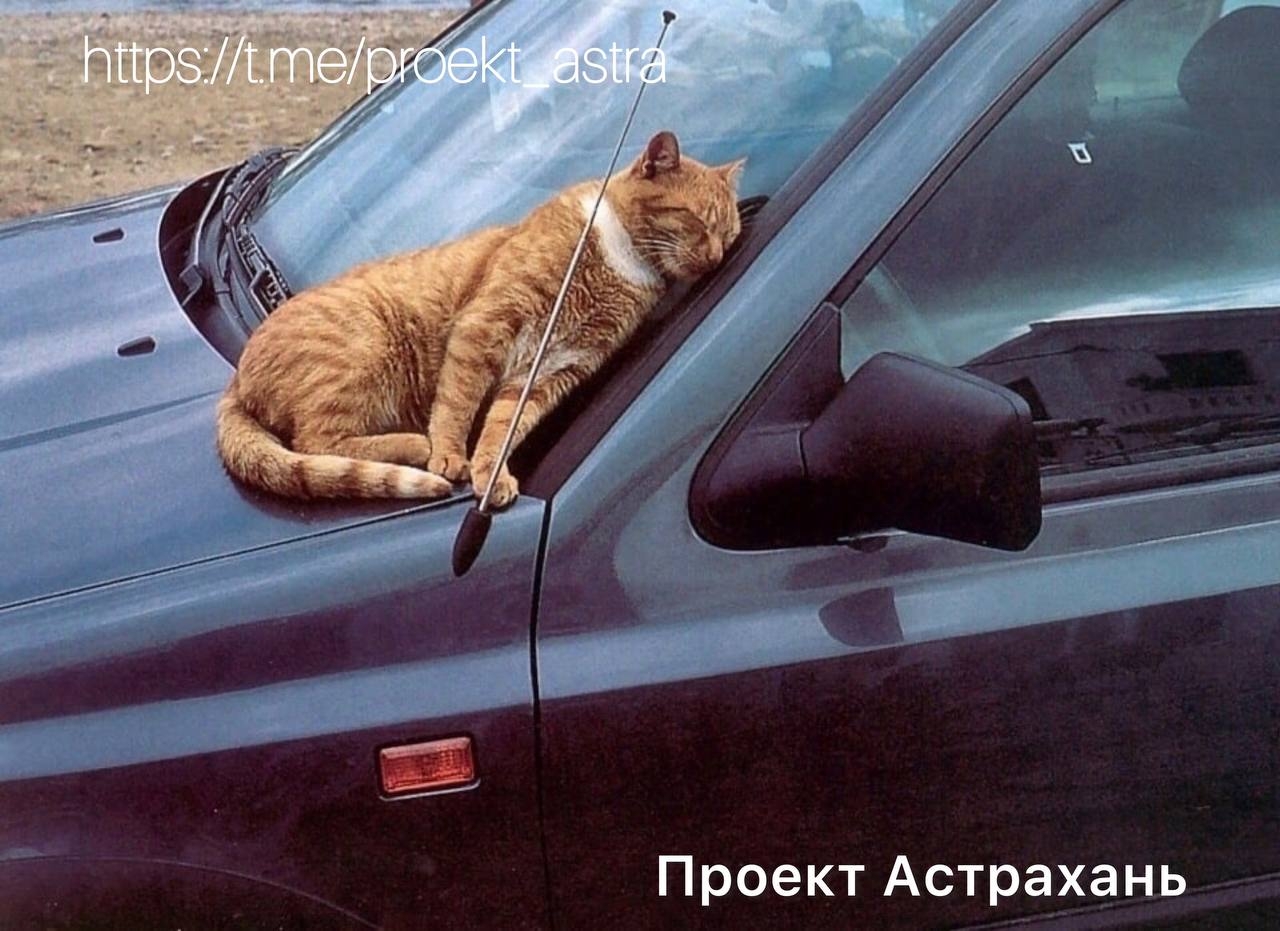 Очень люблю свою машину. Кот на капоте машины. Котик в машине. Рыжий кот на капоте. Рыжий кот в машине.