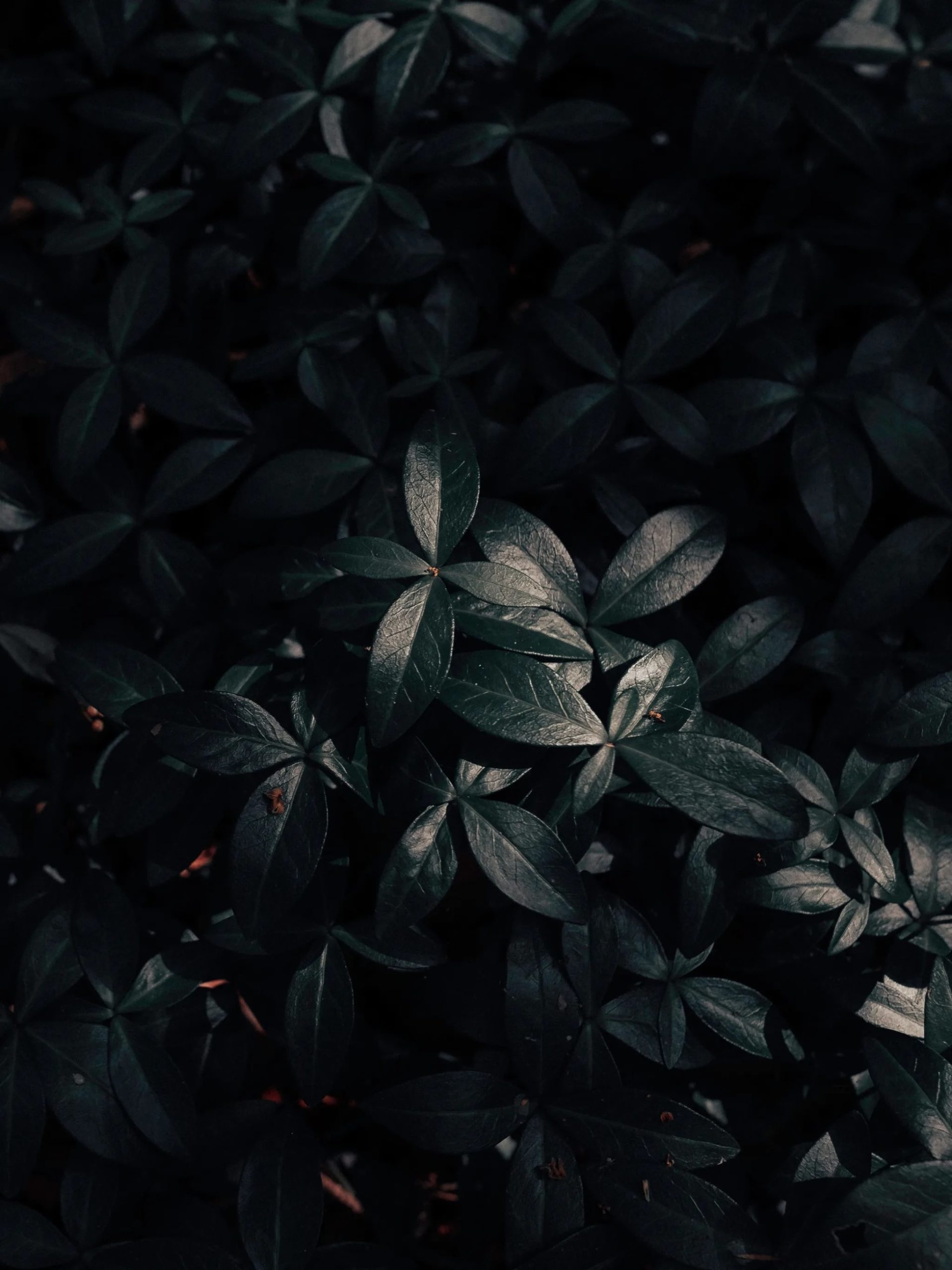 Картинка на телефон вертикальная темная. Темные листья. Темные обои. Темный фон. Красивые листья темные.