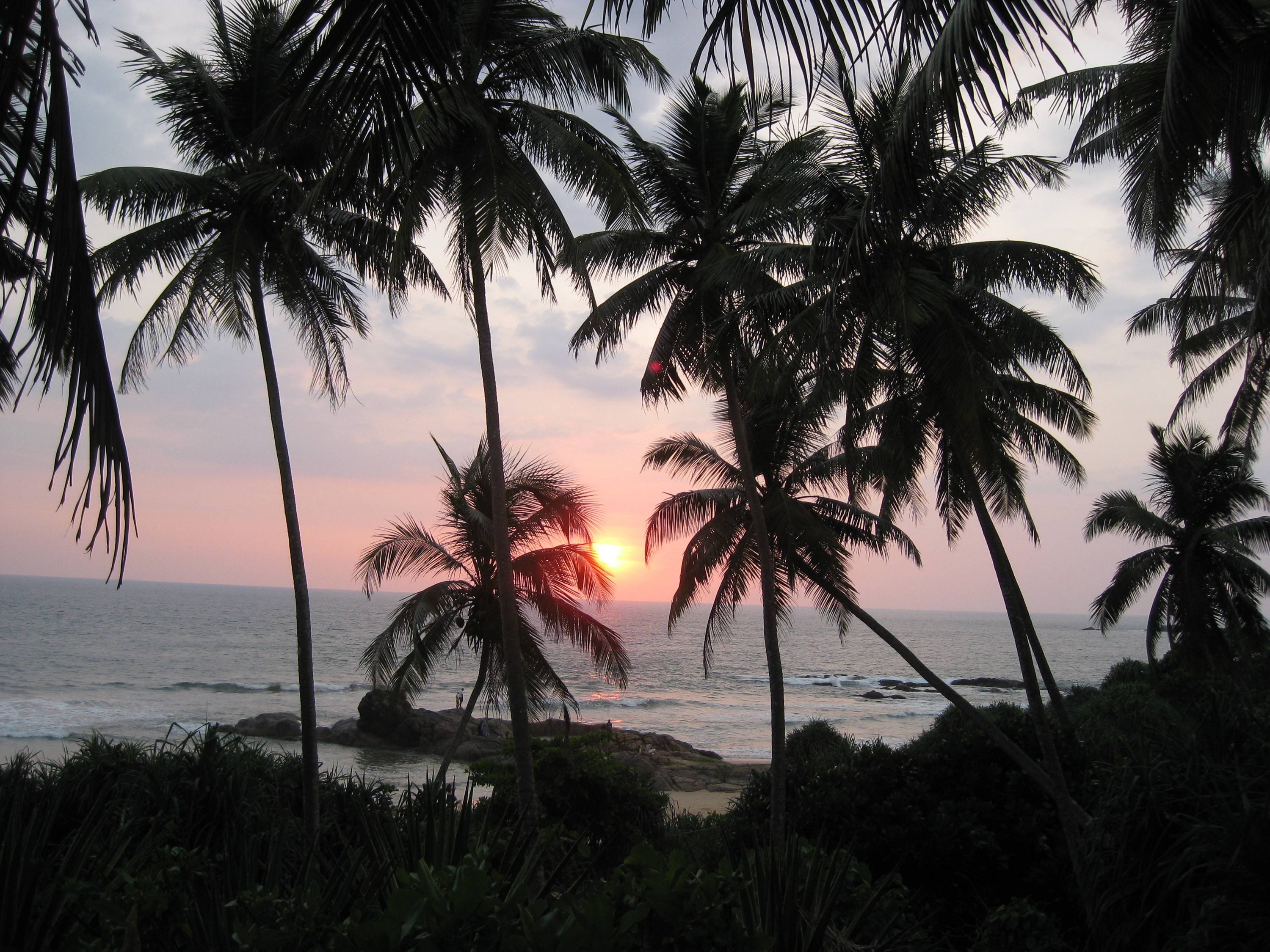 Пальмы шри ланки. Мирисса Шри Ланка обои. The Palms Шри Ланка. Пальмы.