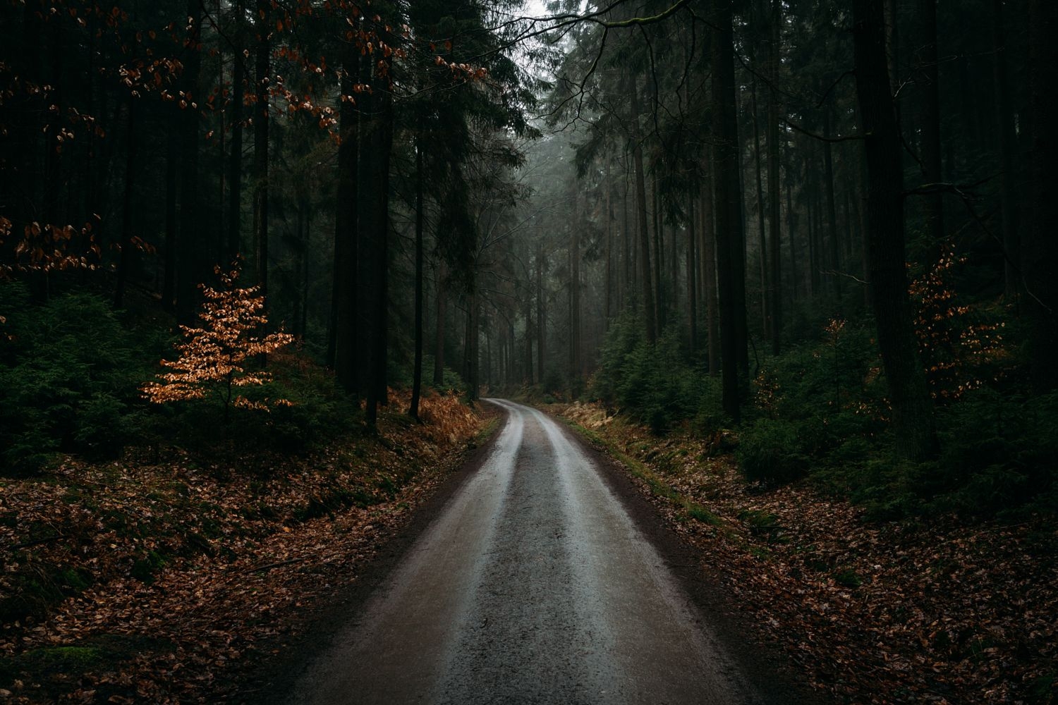 Дорога ведет в лес