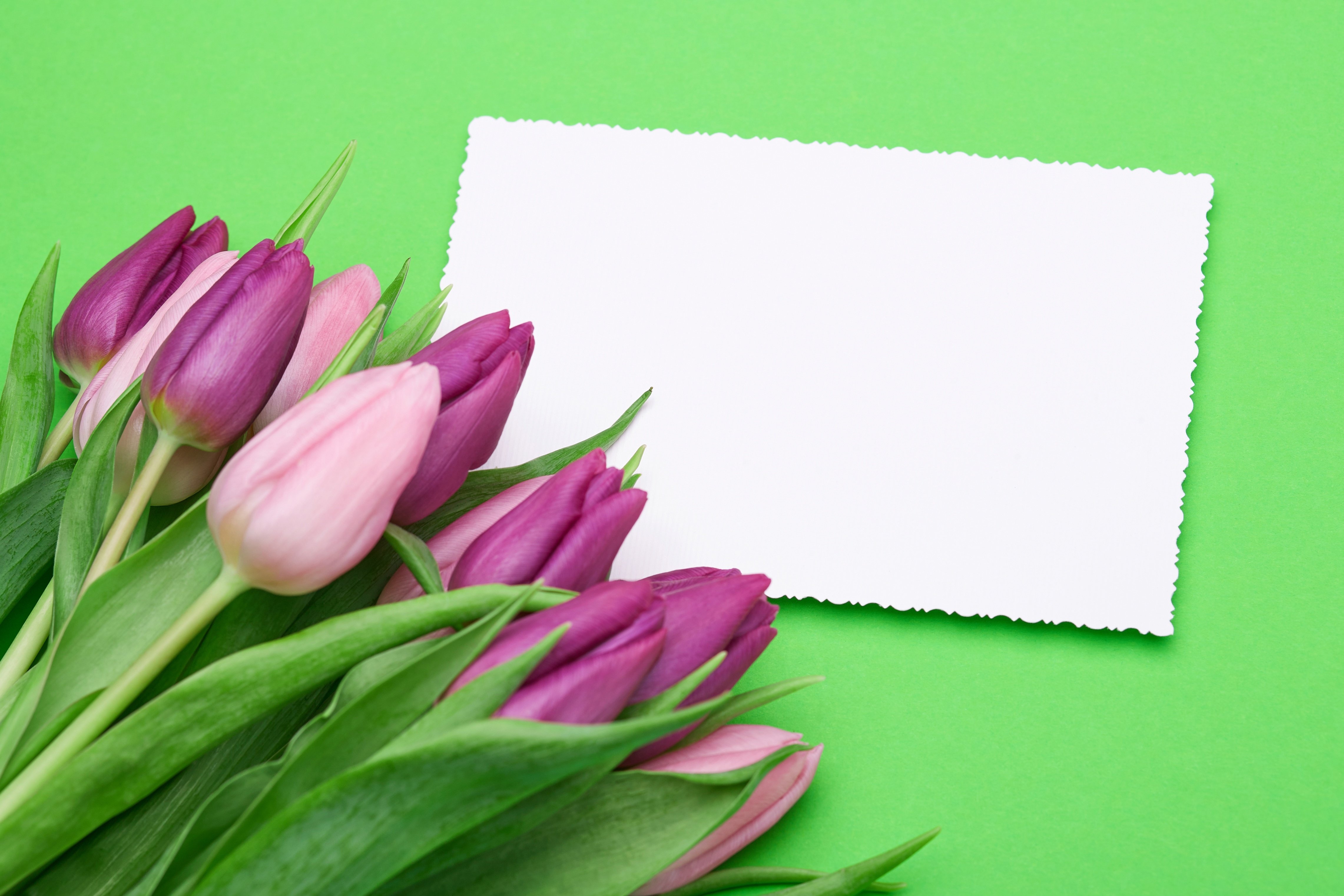 Тюльпаны слоганы. Тюльпаны открытка. Тюльпаны фон для открытки. Розовые тюльпаны.