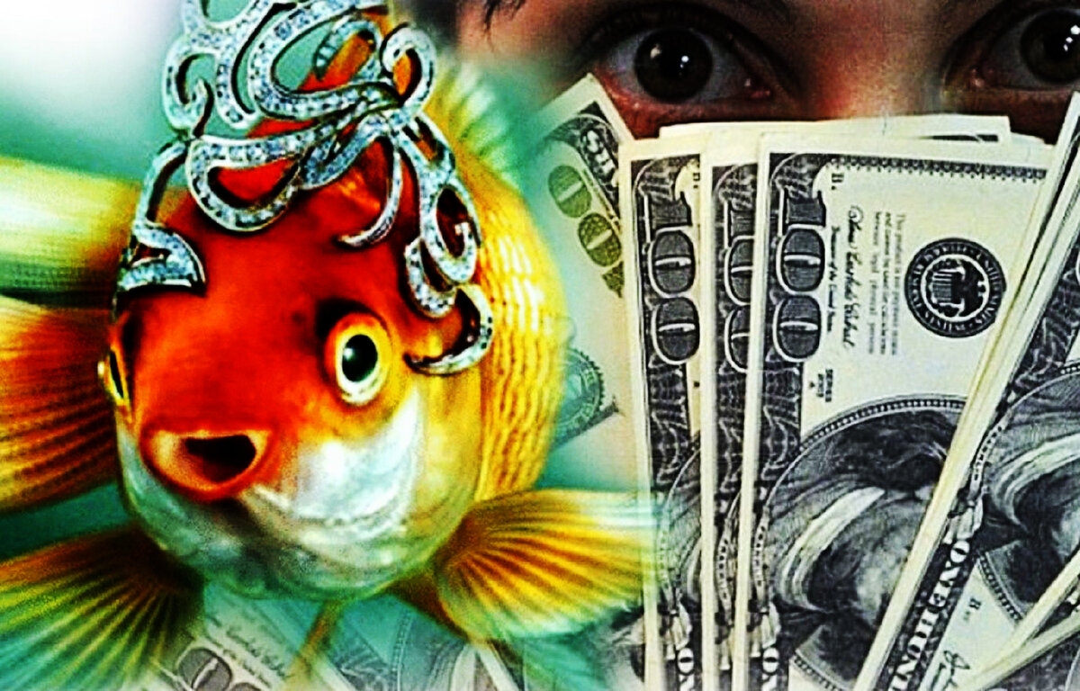 Золотая рыбка денежная