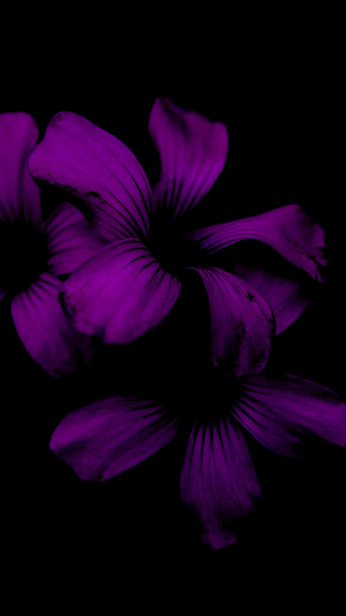 Фон на телефон темные цветы. Фиолетовые цветы. Темно фиолетовые цветы. Цветы на темном фоне. Фиолетовые цветы на черном фоне.