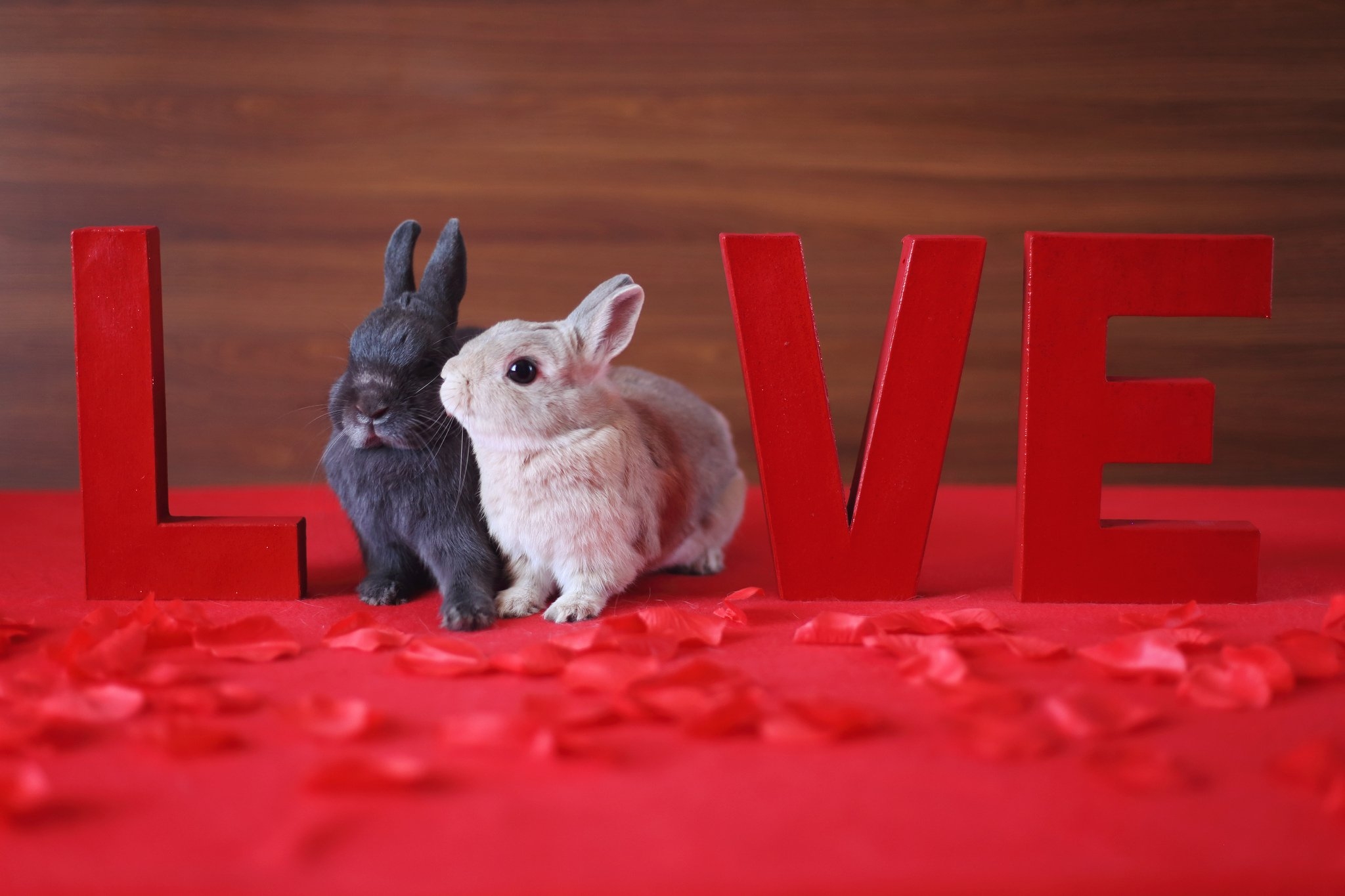 Кролику 12 лет. Влюбленные кролики. Кролик обои. Кролик с сердечком. Зайчик на рабочий стол.