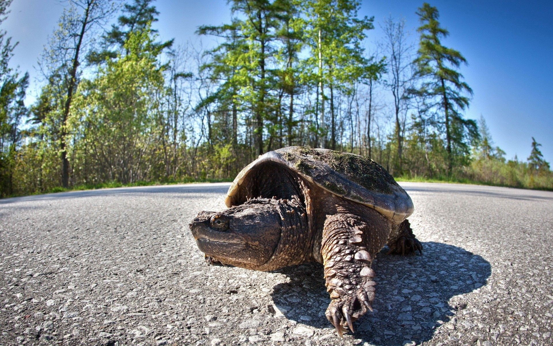 Turtle x. Черепаха. Черепаха на дороге. Гоночная черепаха. Черепаха картинка.