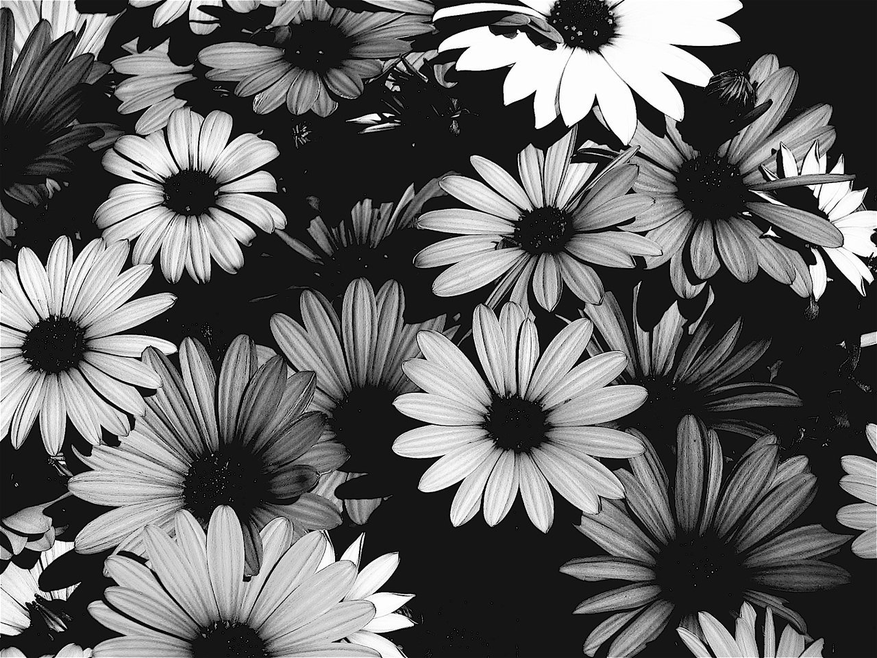 Черно белые обои эстетика - 65 фото