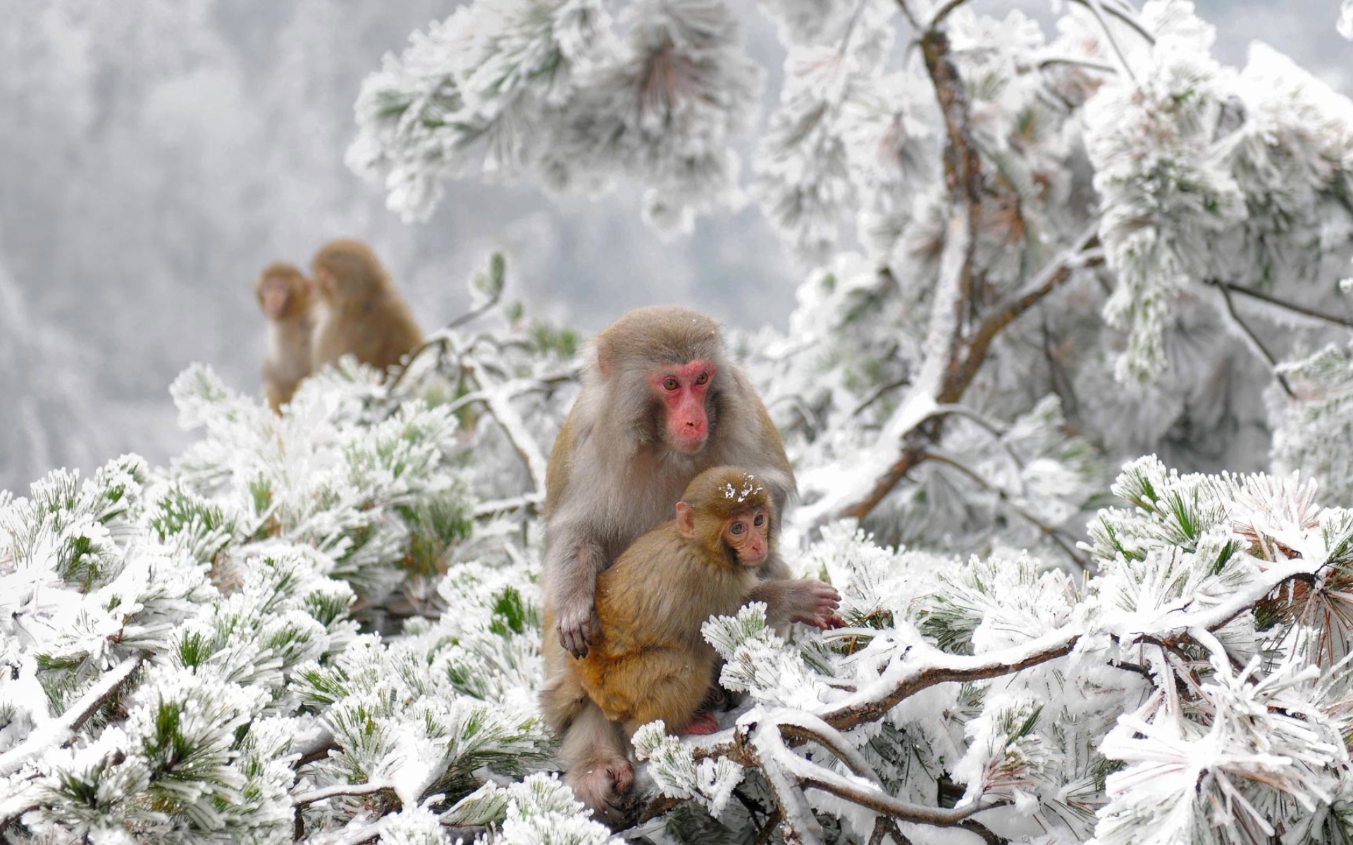 Перед наступлением зимы некоторые животные. Зимние животные. Снежные обезьяны. Животные в зимнем лесу. Обезьяна в снегу.
