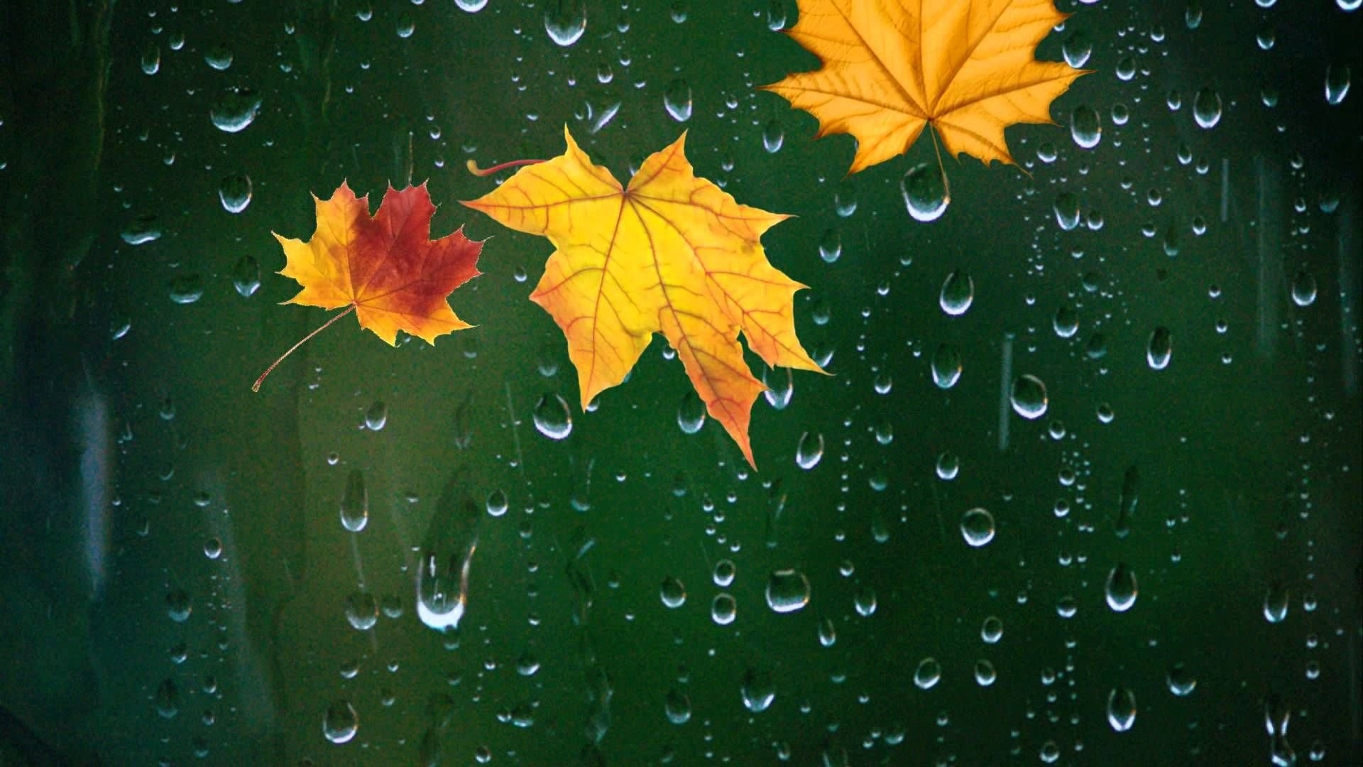 Стоковые фотографии по запросу Осень дождь