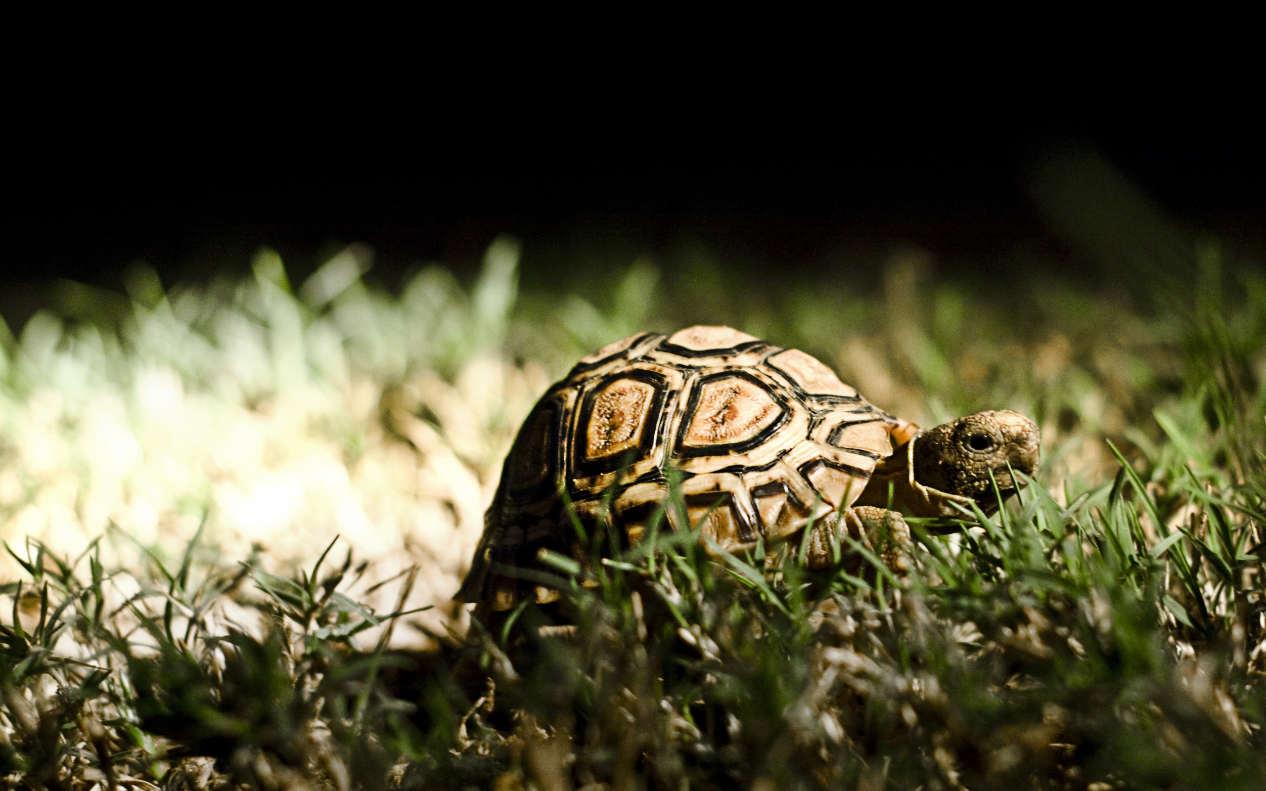 Turtle pro. Черепаха. Красивая черепаха. Черепашка в траве. Черепаха ползет.