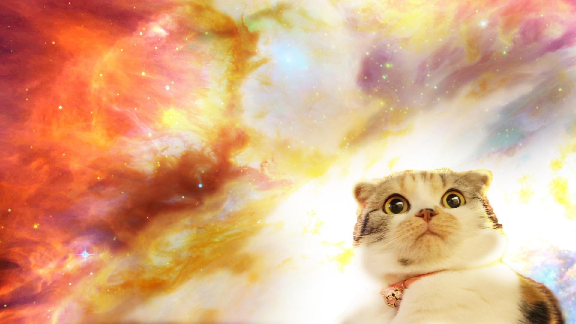 Обои котики мемы. Космический кот. Кот в космосе. Прикольный фон. Фон с котиками.