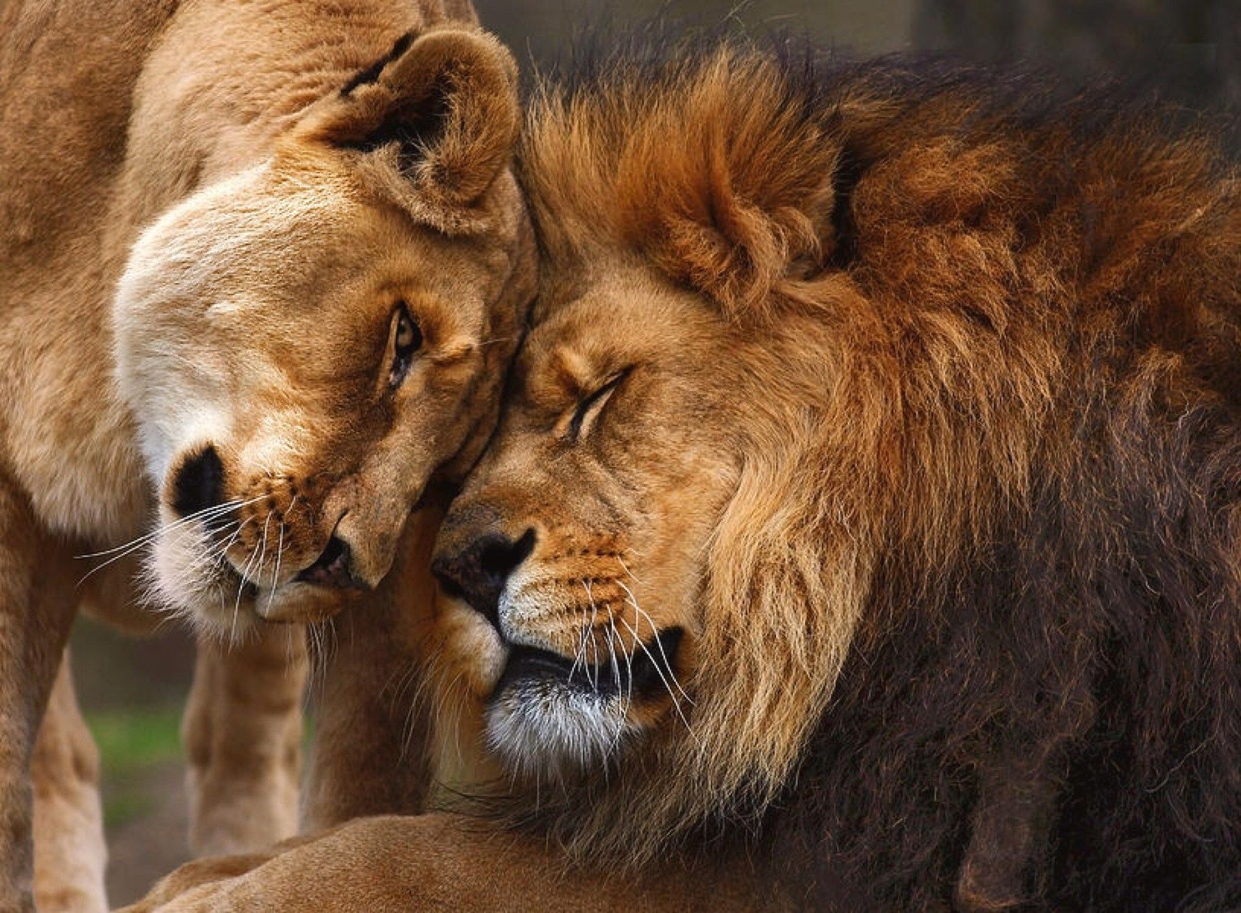 Любовный лев неделя. Лев и львица. Красивый Лев. Лев фото. Лев и львица картинки.