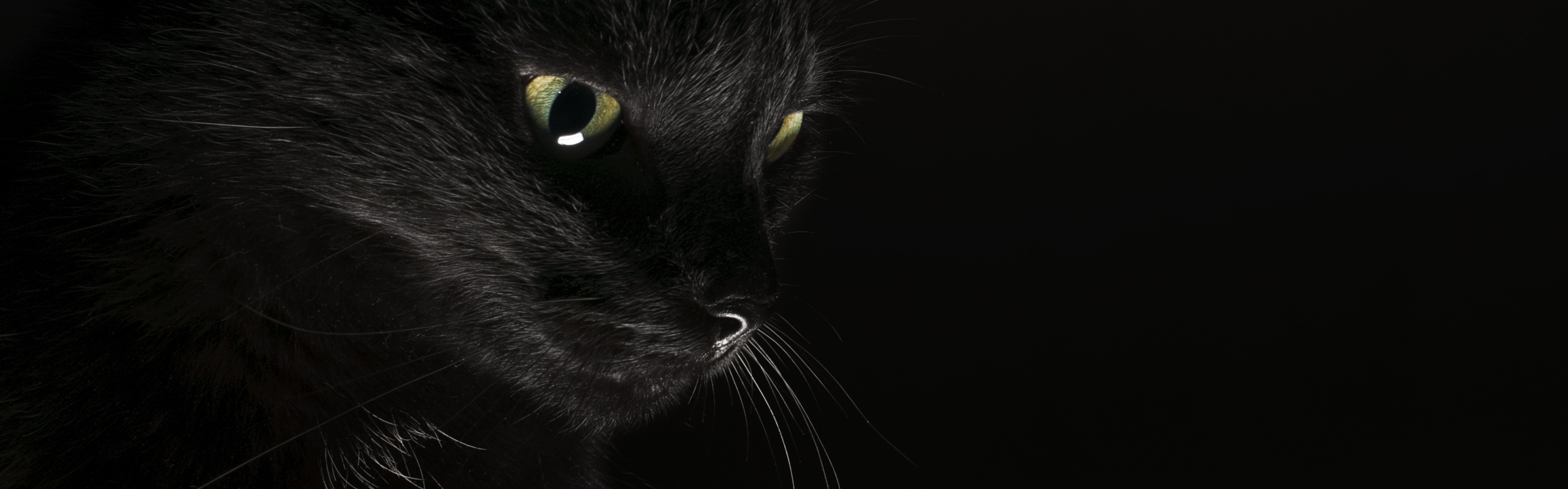 Темно жалкий. Чёрный кот. Черные обои. Красивый черный кот. Черный кот на черном фоне.