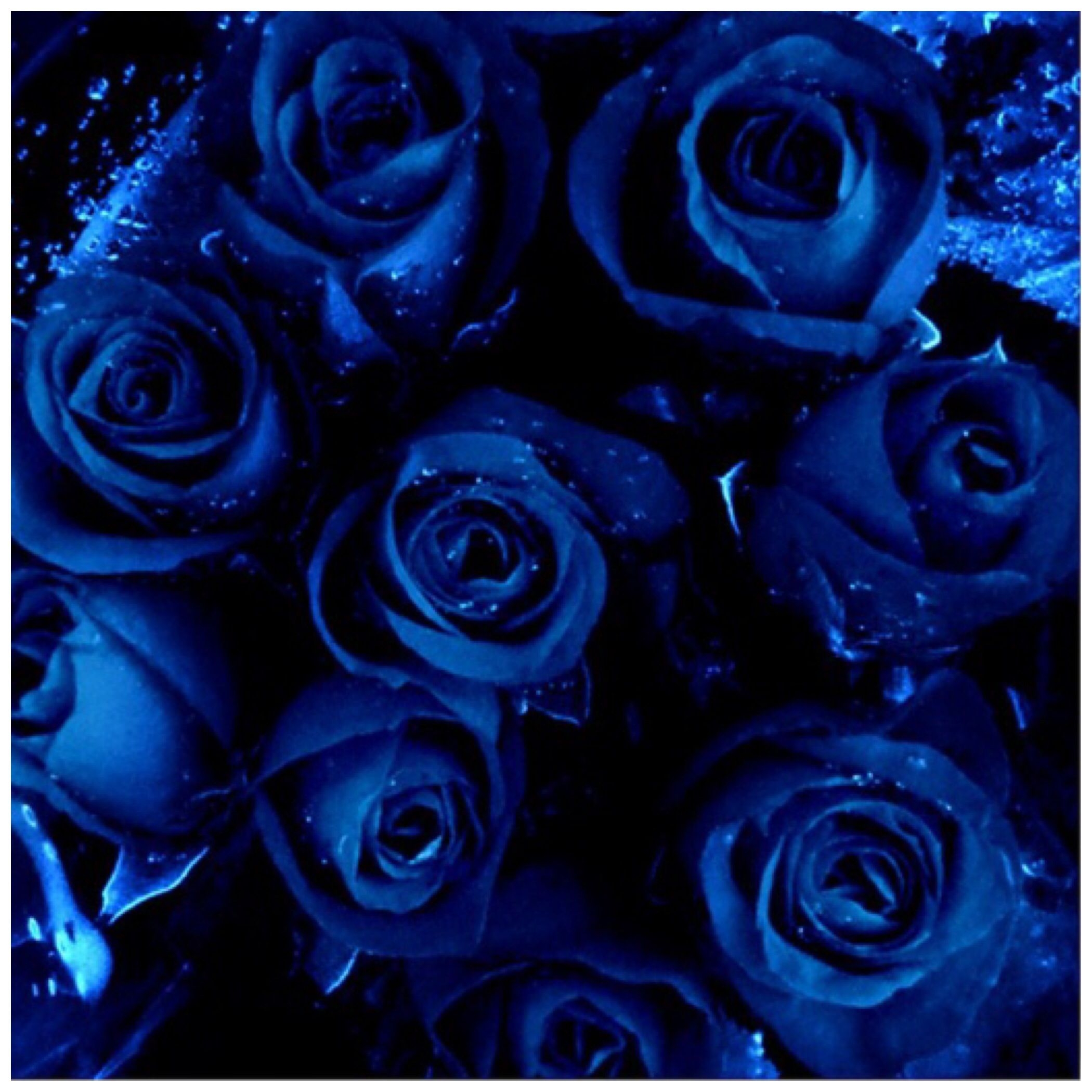 Цветы синие розы букет Вертикаль