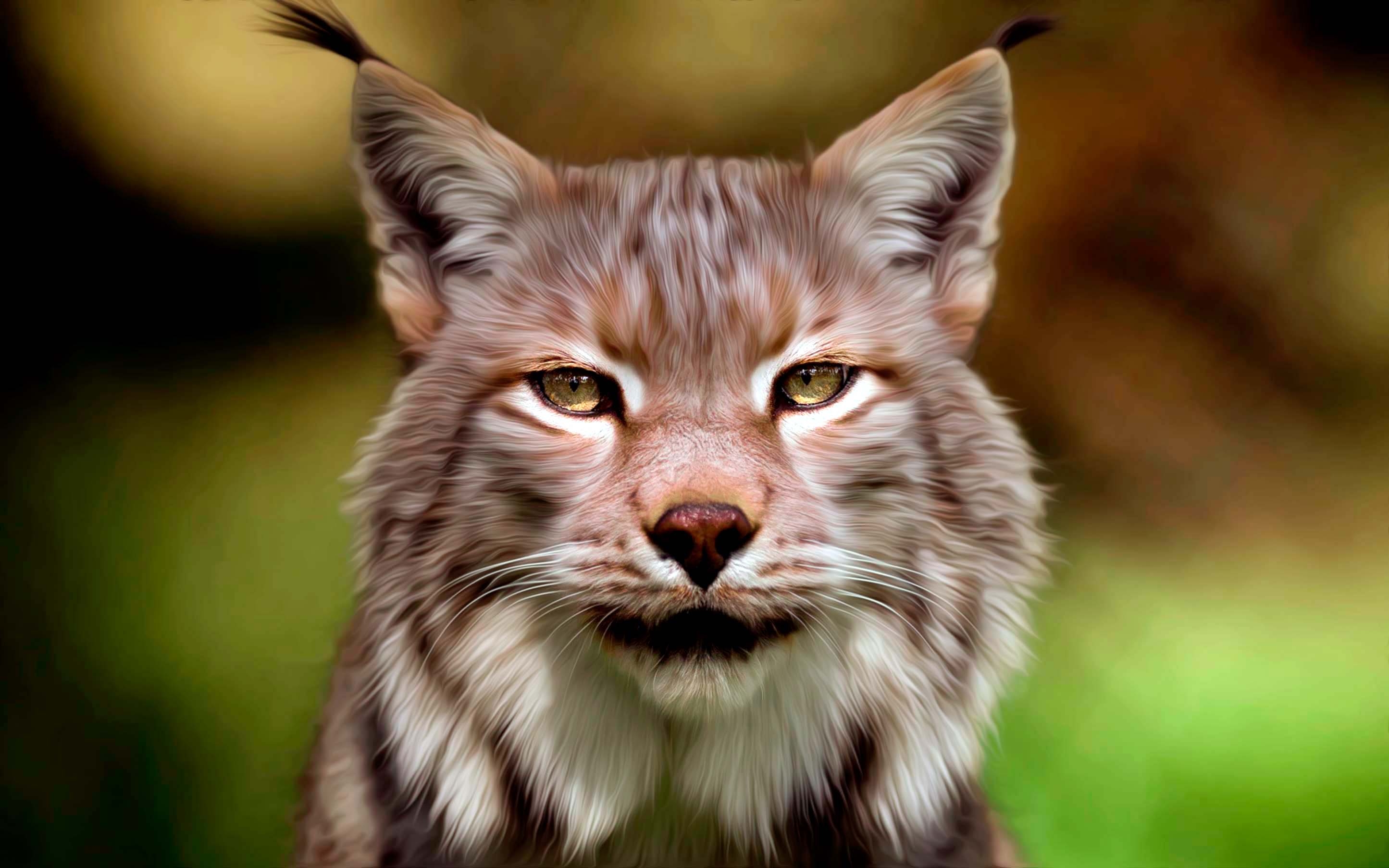 Рысь лицо. Рысь - Lynx Lynx (Linnaeus, 1758). Рысь морда спереди. Гималайская Рысь. Сибирская Рысь.