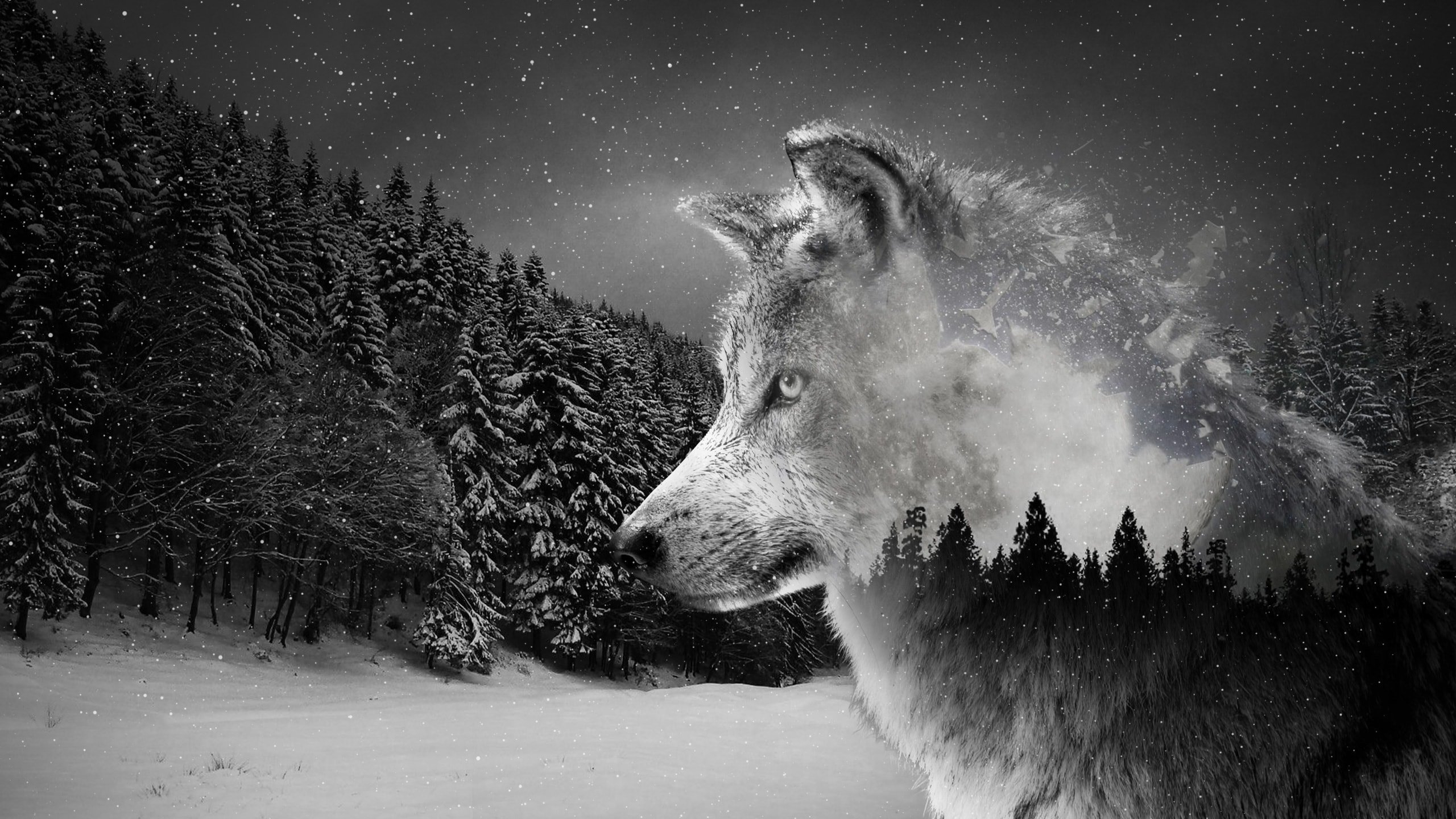 клип стим одинокий волк фото 40