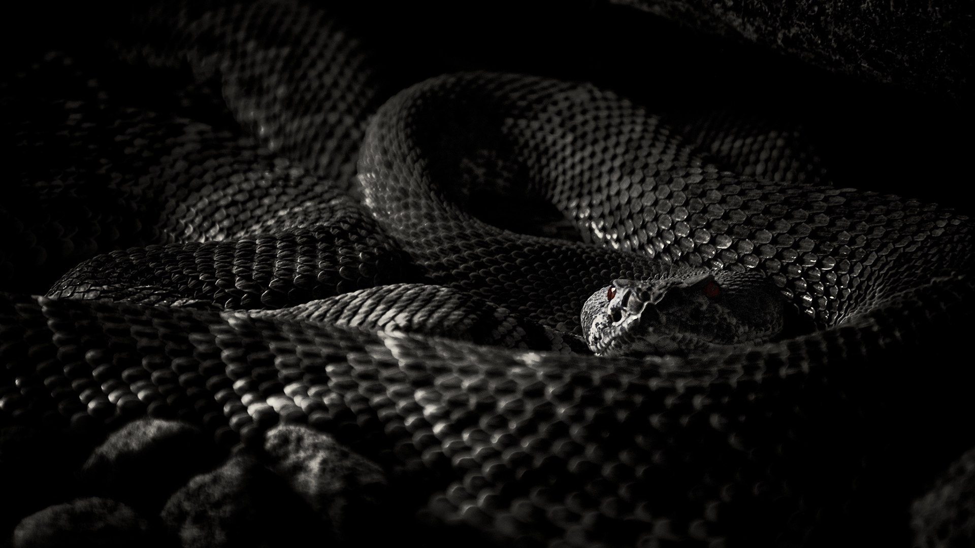 Черный питон боевик. Черный Аспид змея. Черный питон змея. Змея обои. Обои на рабочий стол змеи.