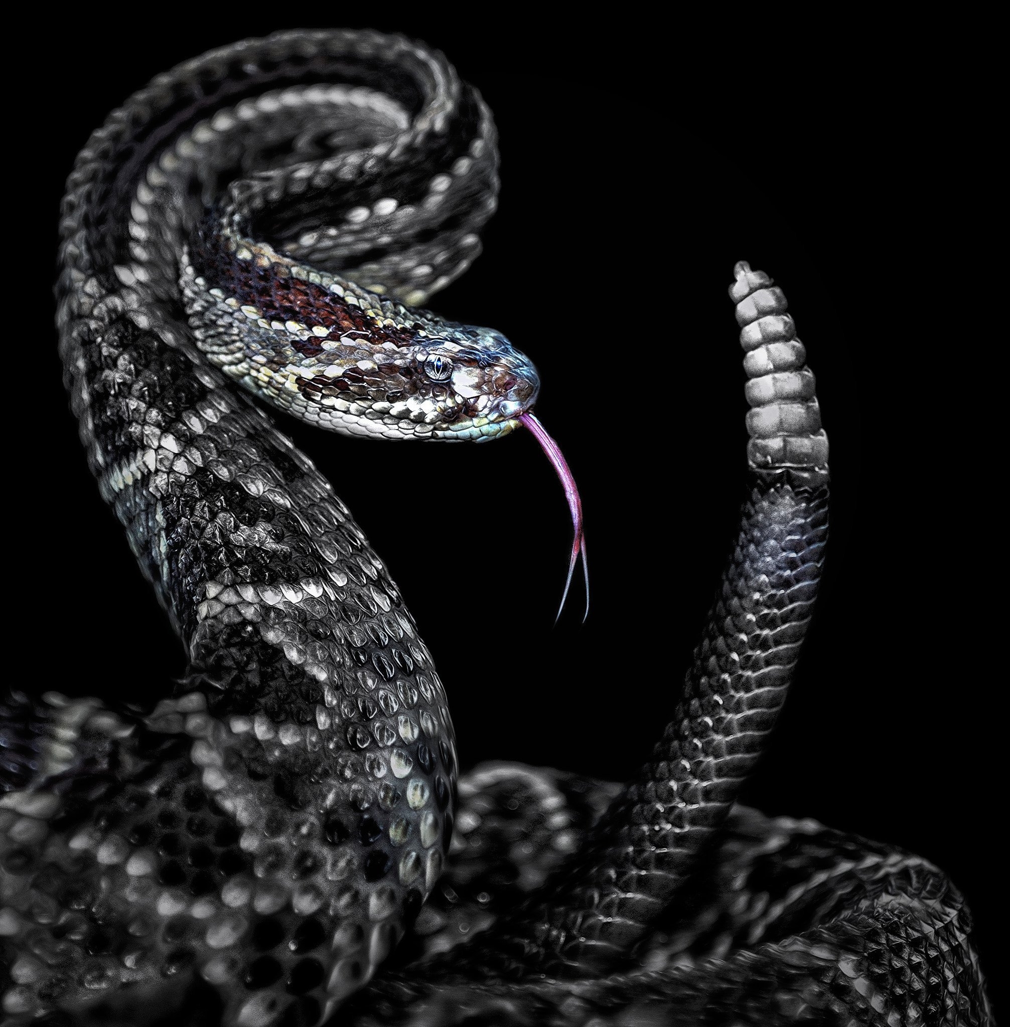 Змея на заставку телефона. Черная куфия змея. Змеи и вараны. Варан и змея. Чёрная мамба змея.