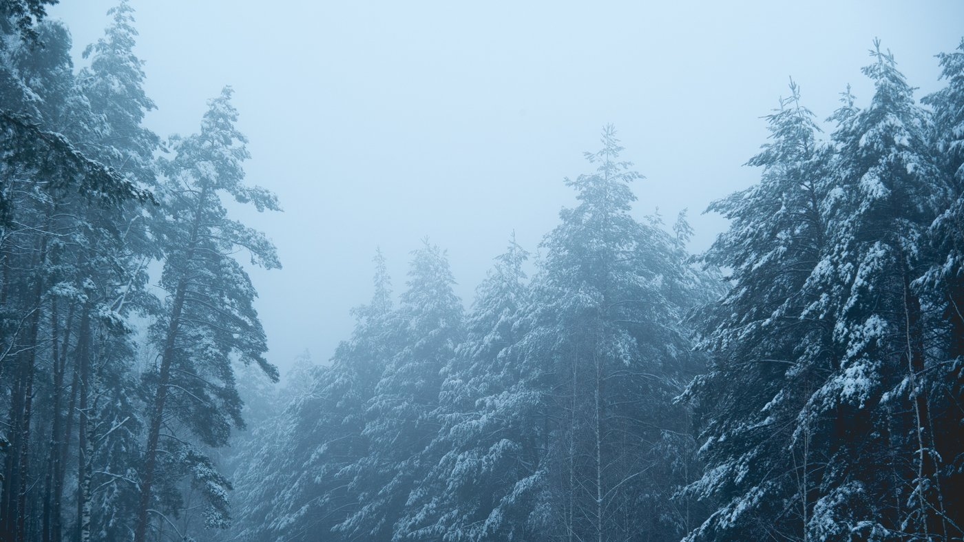 Туман в лесу зимой