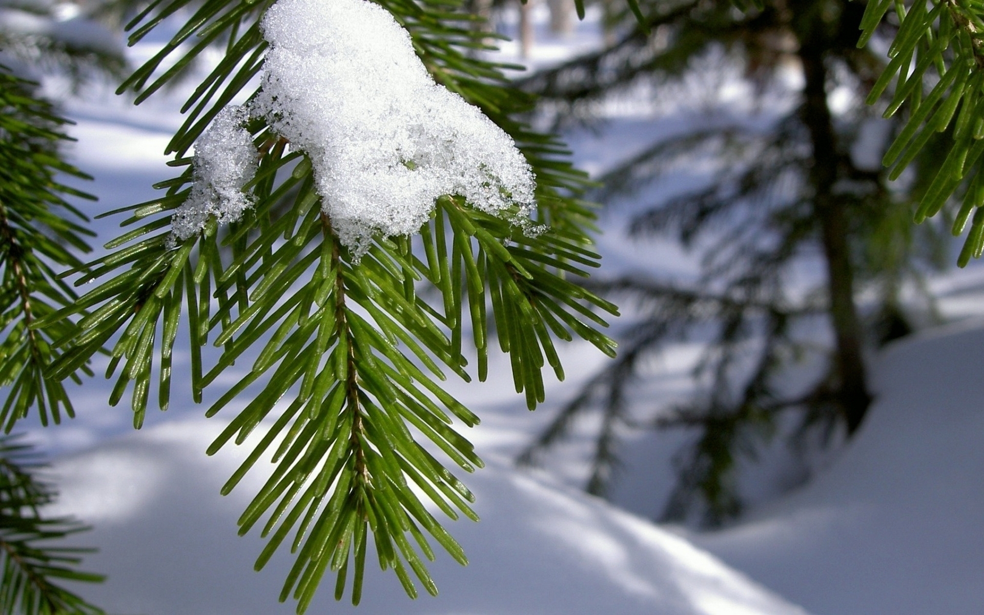 Зимние рабочие обои. Декабрь природа. Ель в снегу. Еловые ветки в снегу. Зима елка.