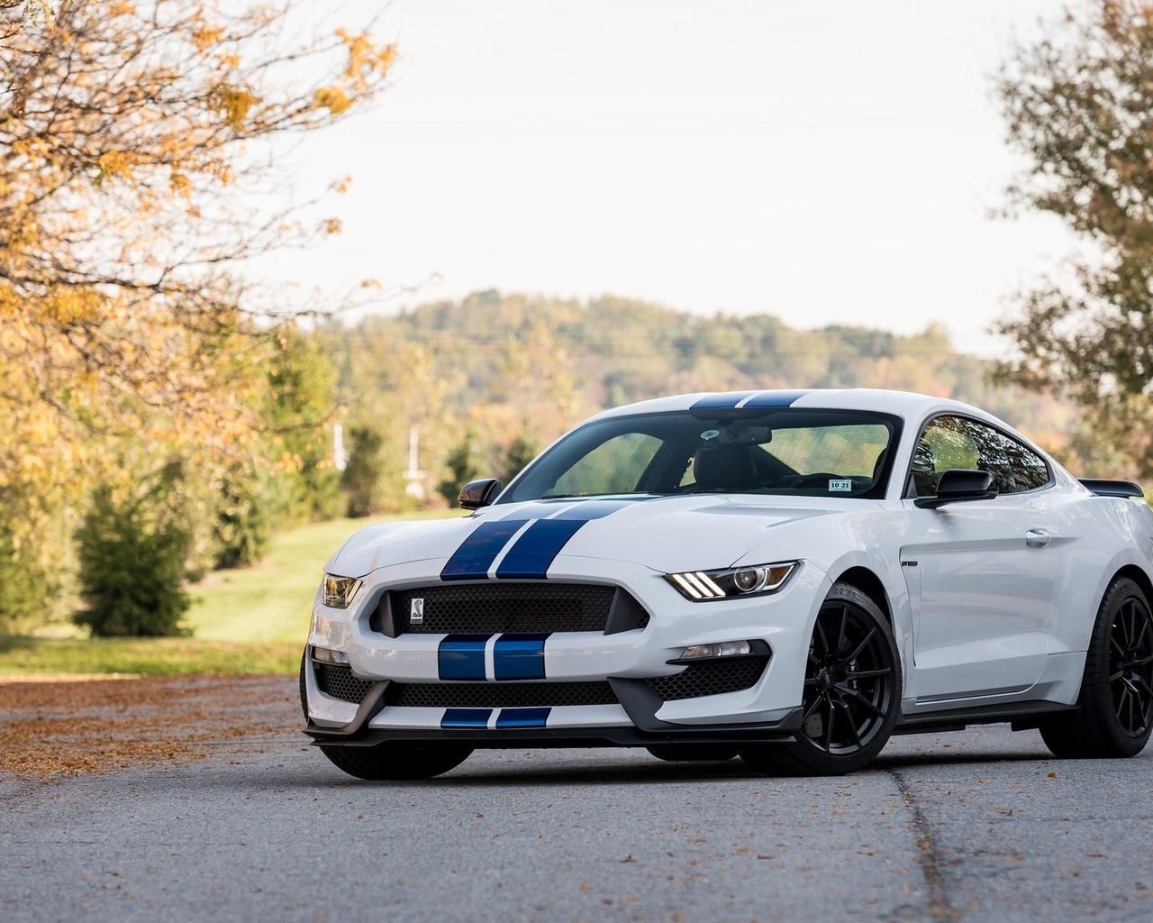 White gt