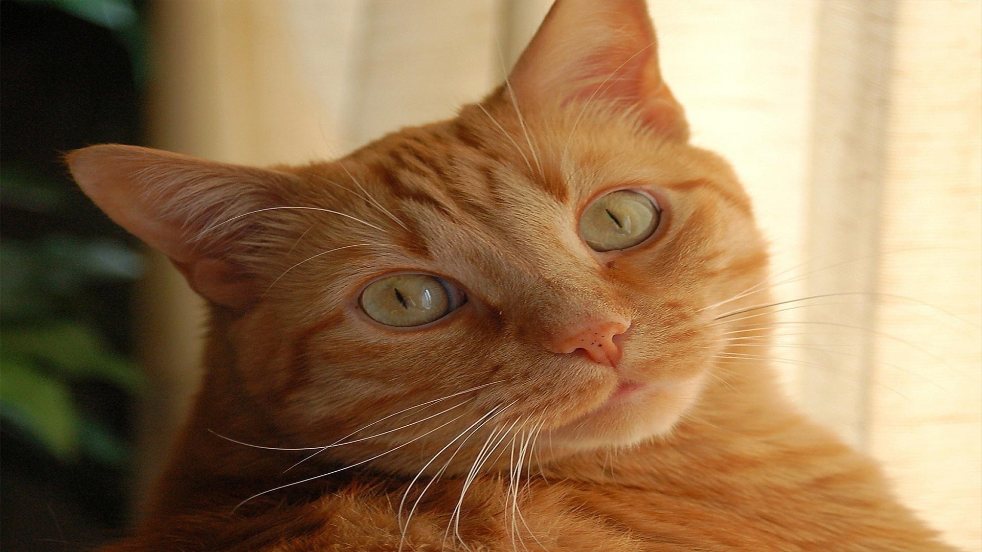 Рыжая картинка прикольные. Европейский короткошерстный кот рыжий. Рыжий котик. Рыжие коты с рыжими глазами. Рыжий кот с рыжими глазами.