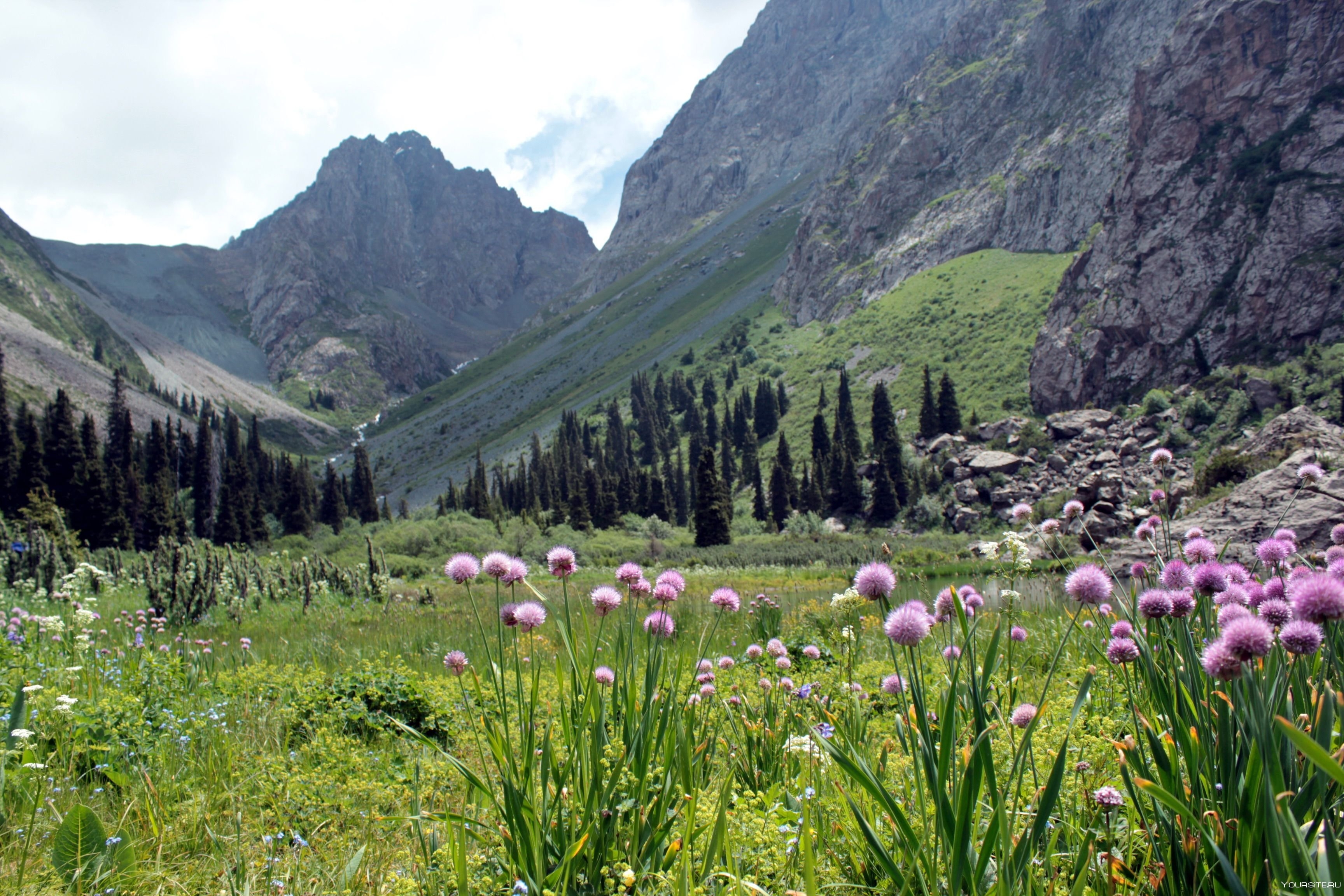 Таджикские цветы. Киргизия горы Тянь-Шань. Природа Киргизия Тянь-Шань. Тянь Шань природа Кыргызстан. Киргизия горы Долина Арашан.
