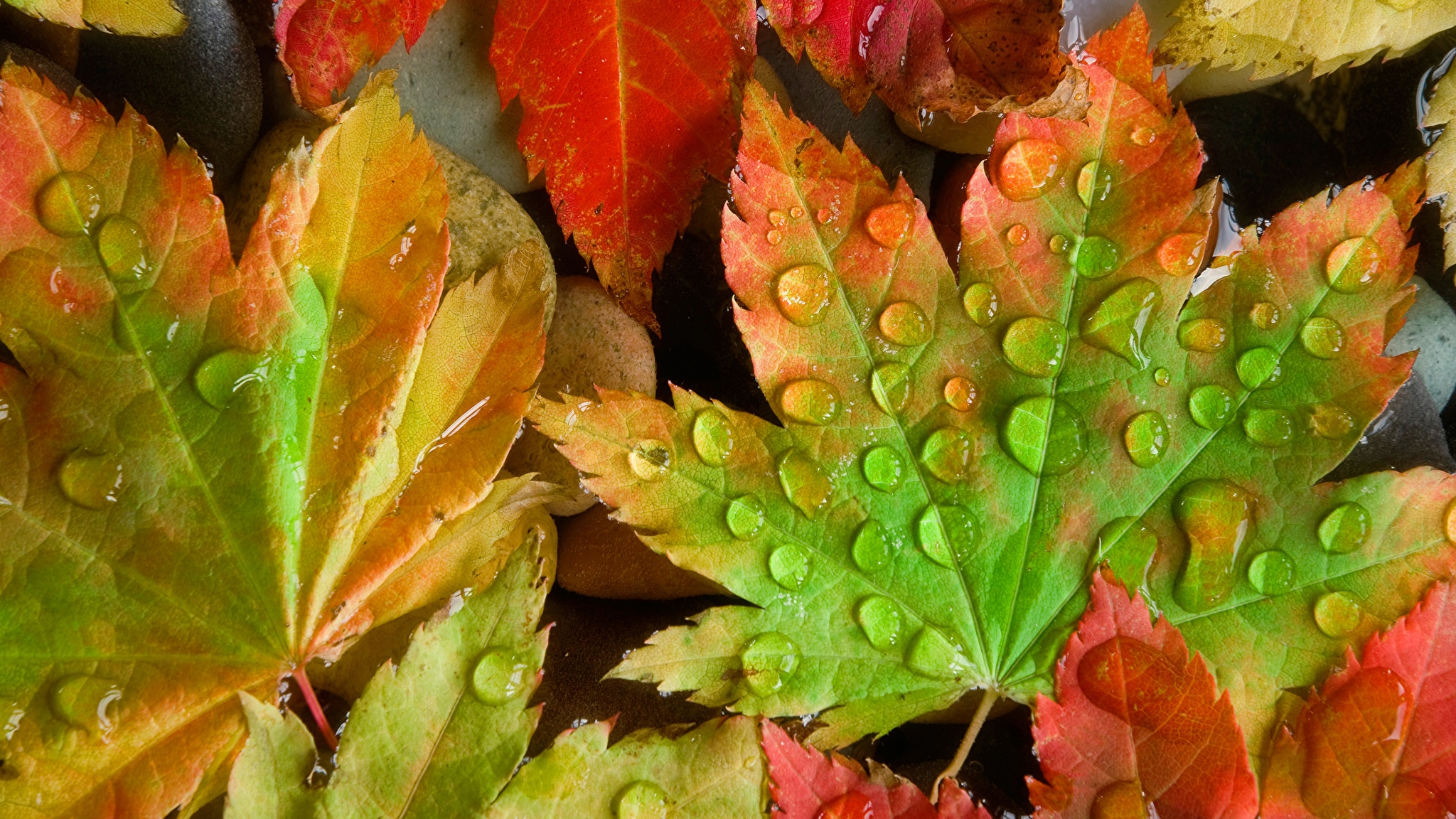 Листья в горячей воде. Красивые листья. Осенние листья. Осенние картинки на рабочий стол. Красивые осенние листья.