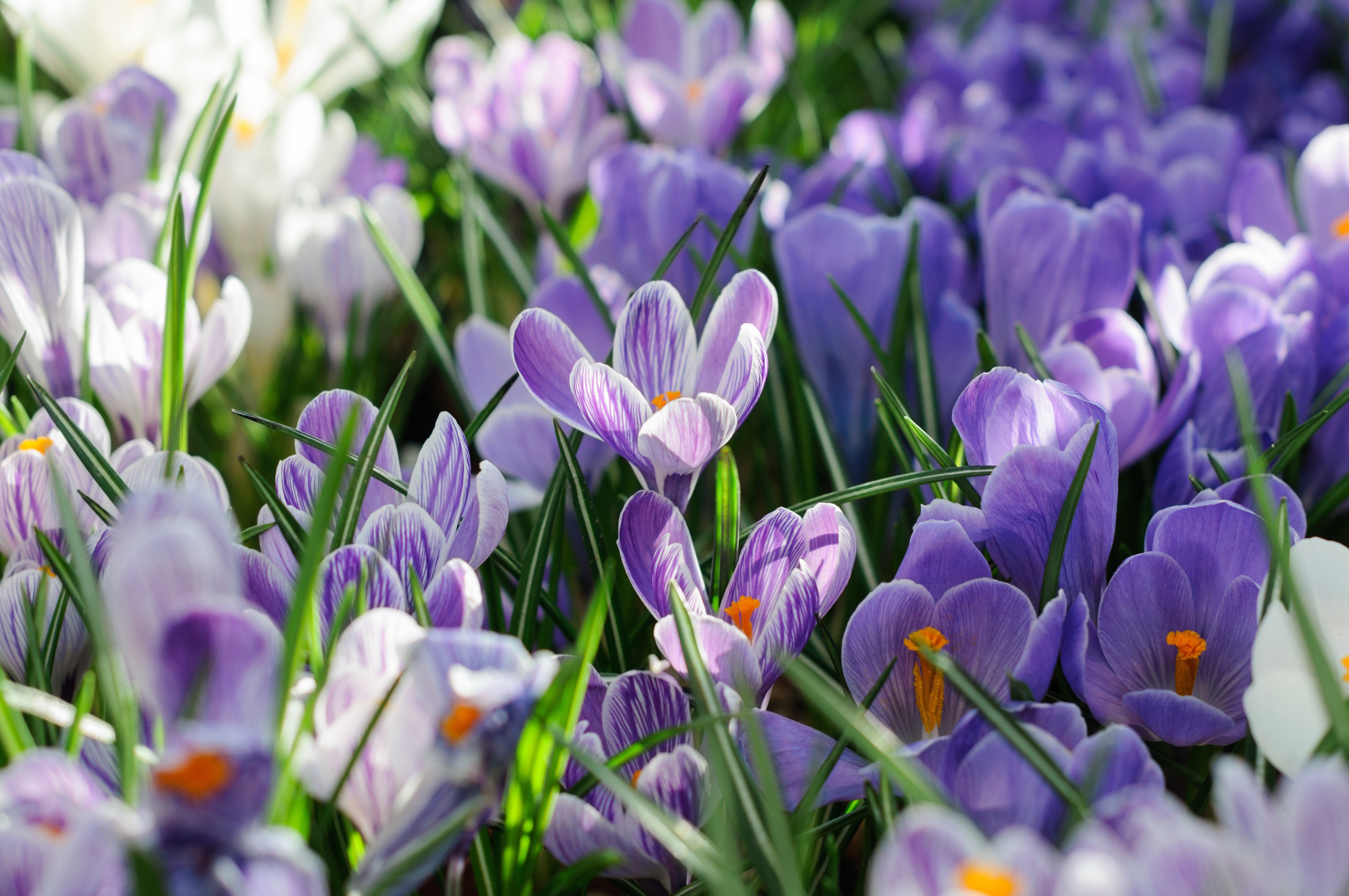 Цветы весной видео. Крокус Шафран весенний. Крокус весенний сиреневый. Крокус весенний фиолетовый. Крокусы цветение.