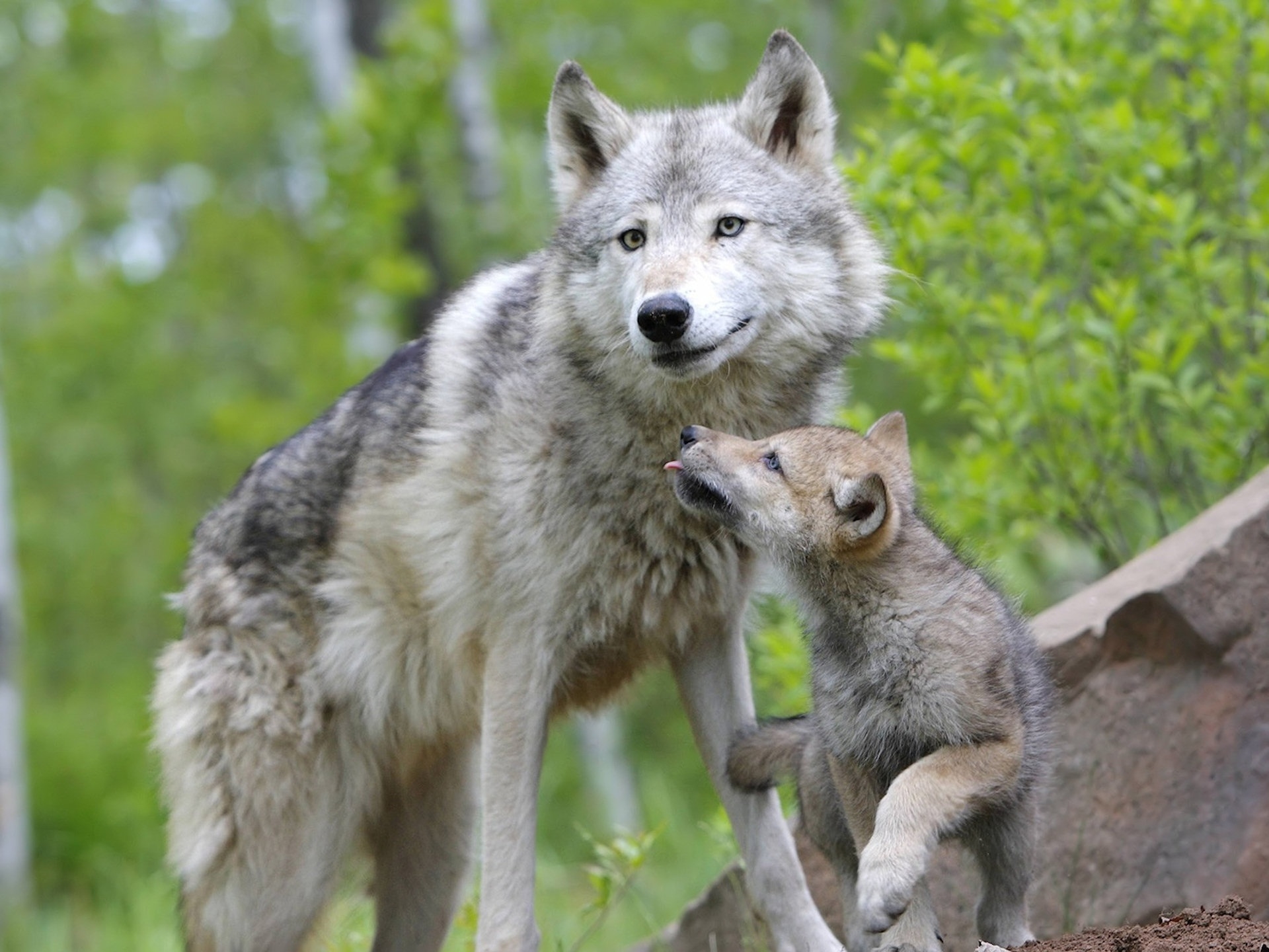 Волк детям о животных. Карпатский волк. Волк, волчица,семья Волков. Волк волчица Волчонок семья. Волчица с волчатами.