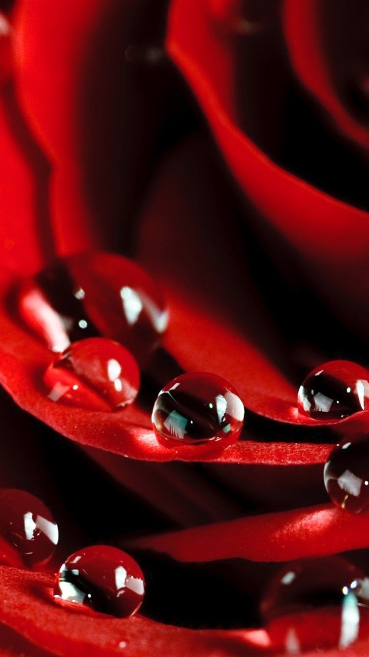Жизнь в красном цвете. Красные обои. Красивый красный. Красный цветок. Красная заставка.