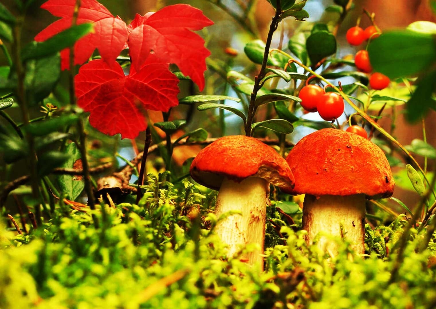 Грибы природа лес. Грибы в осеннем лесу. Грибы осенью. Осень грибы. Осенний грибной лес.