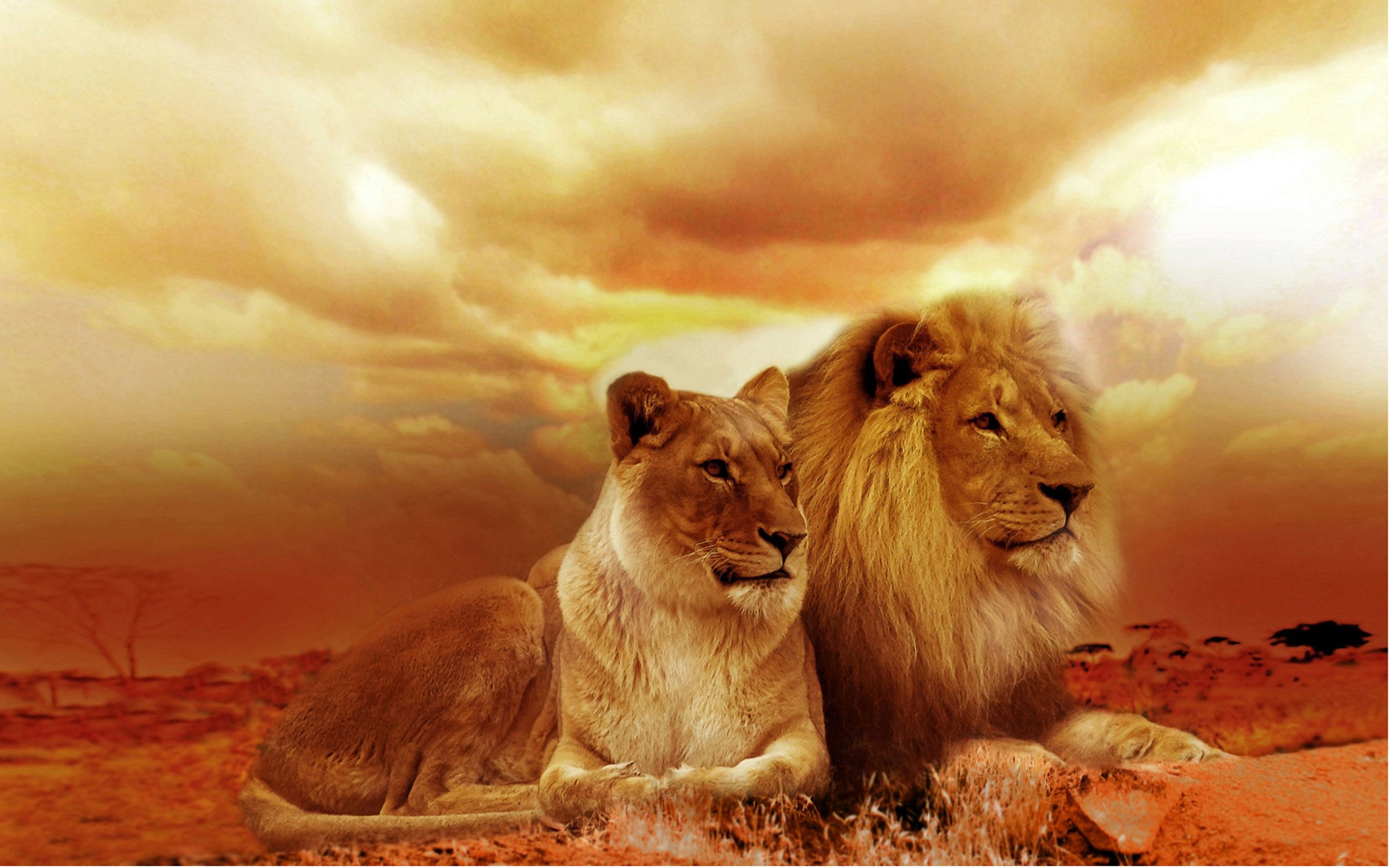 картинки лев и львица на заставку