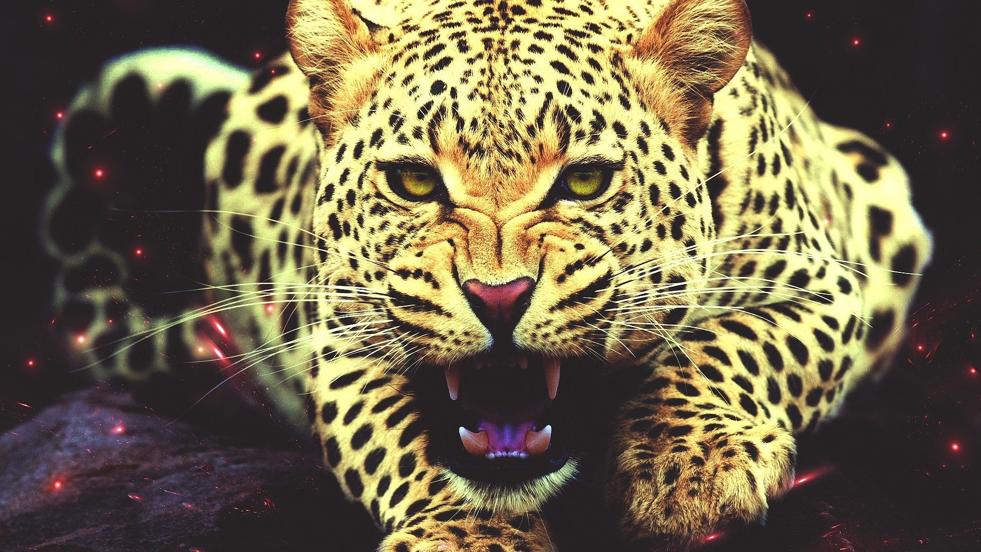 Леопард обои