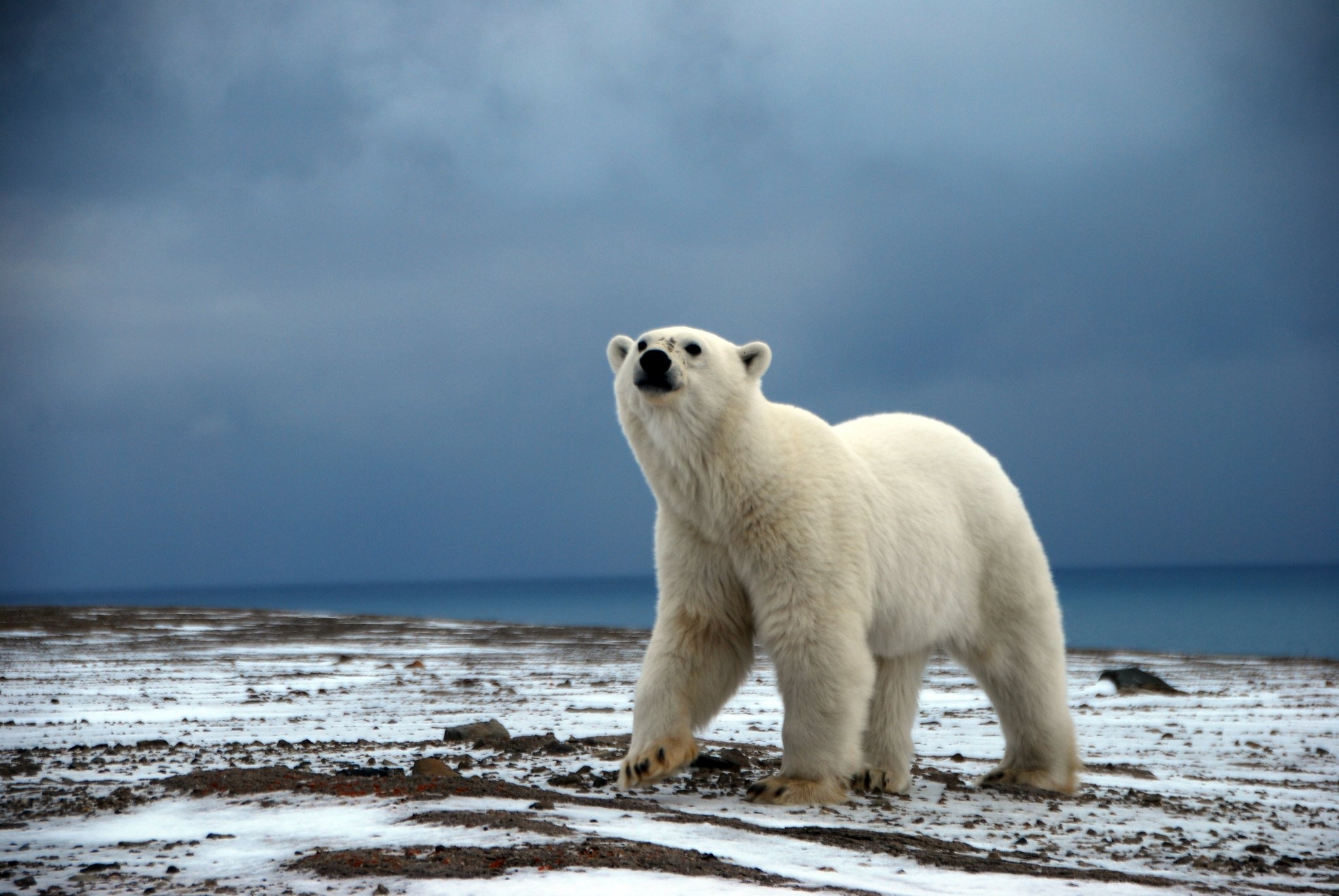 Дикая природа белого медведя. Белый медведь ВВФ. Белый медведь WWF. Полярный медведь. Арктический медведь.
