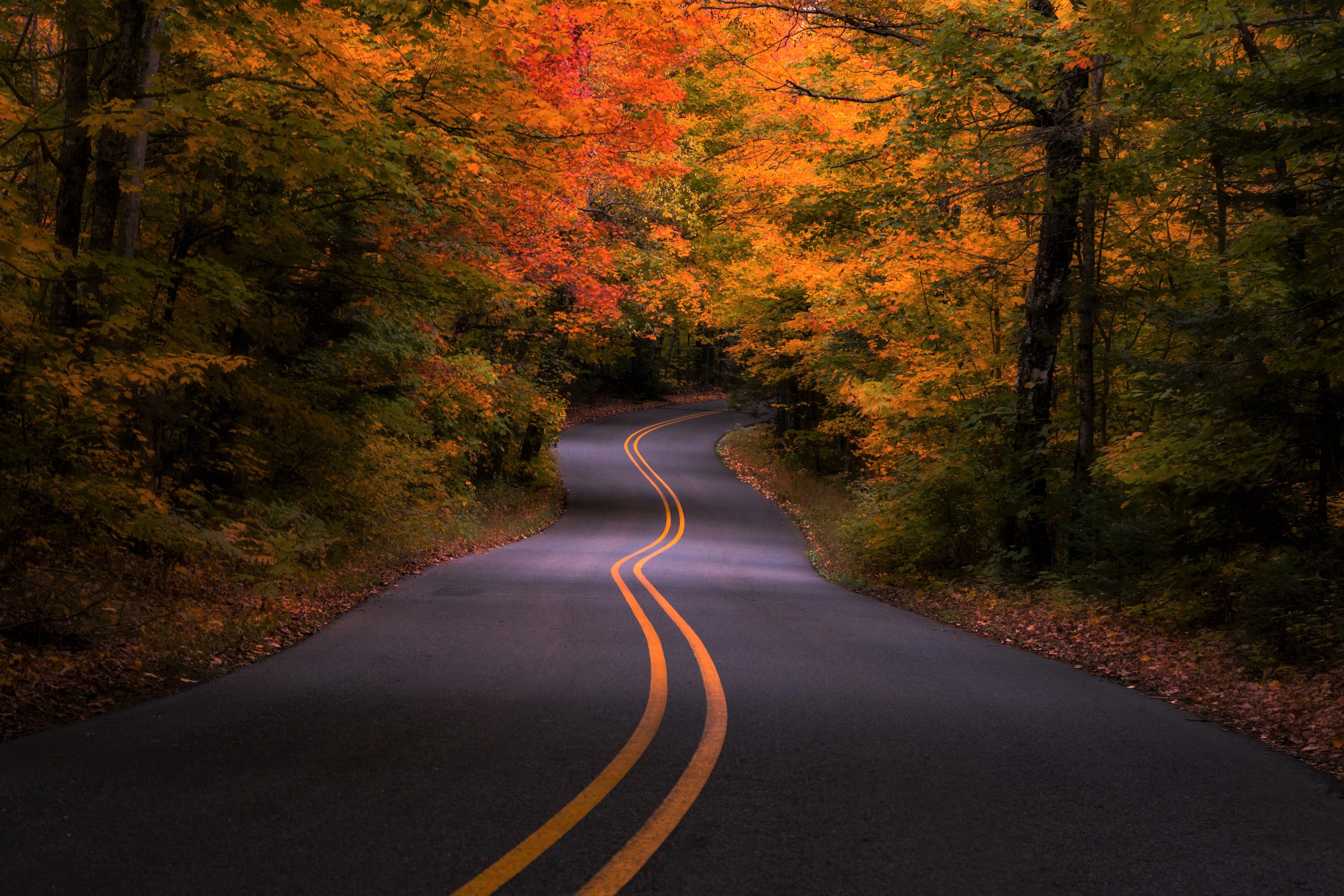 Дорога в красивом лесу. Дорога в осень. Дорога в лесу. Осенняя дорога в лесу. Красивая дорога.