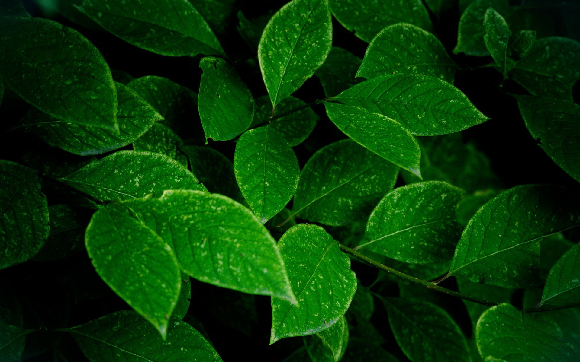 Обои зеленые листья - 52 фото