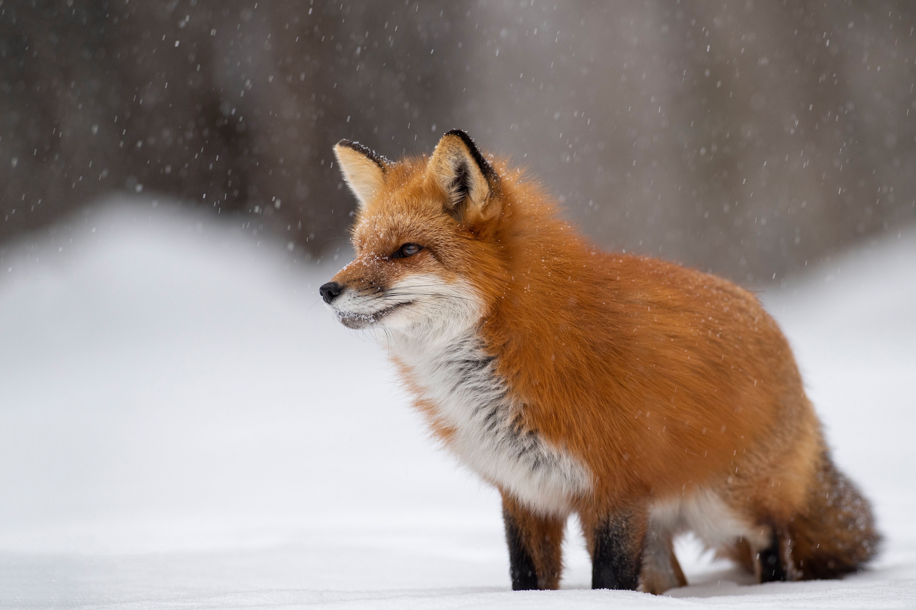 Take fox. Лиса. Рыжая лиса. Лисица в снегу. Лисы зимой.