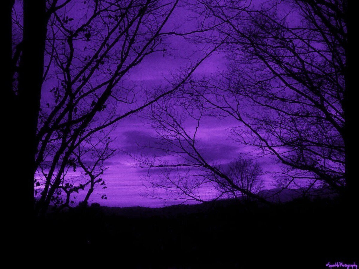 темно фиолетовые картинки