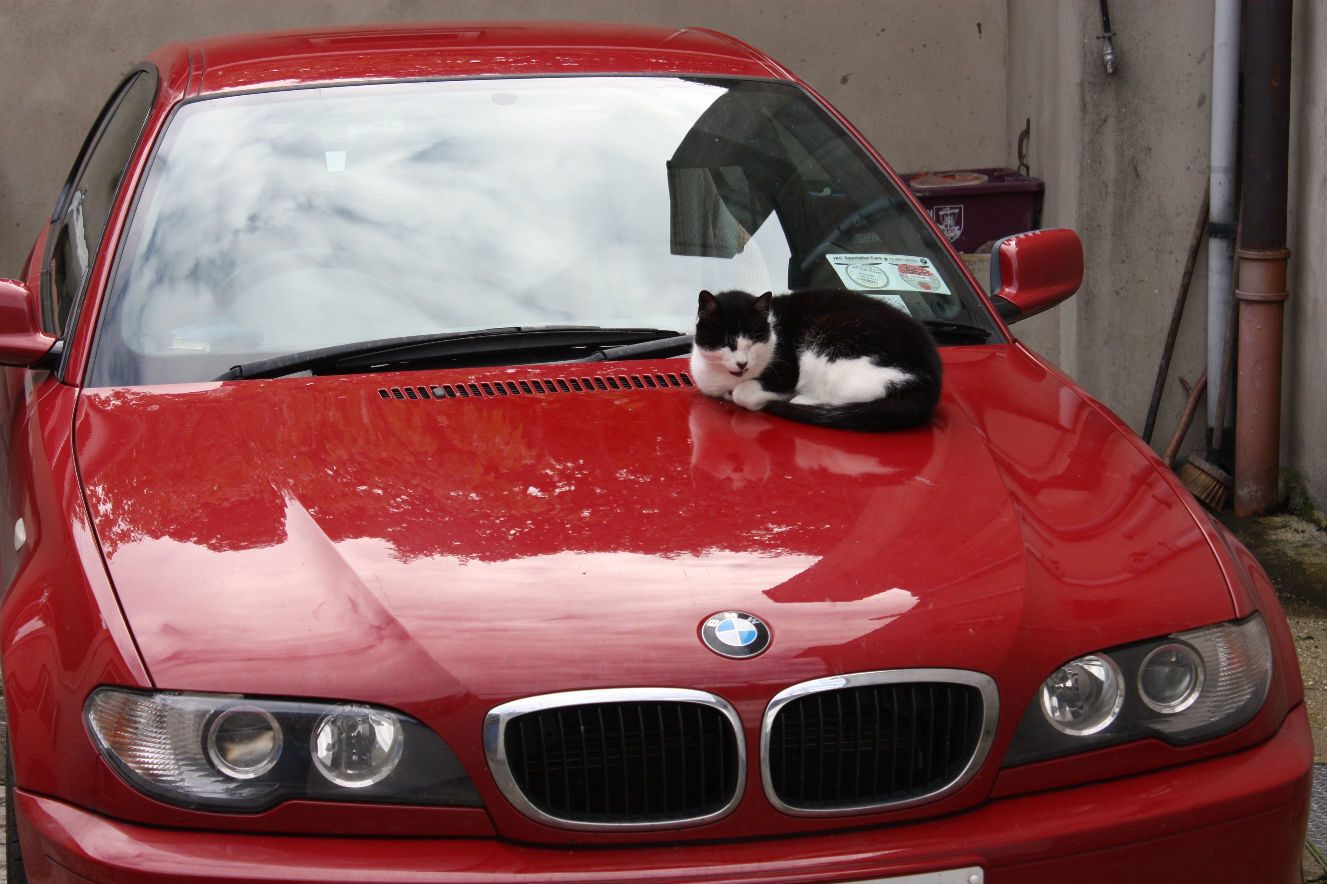 Cats bmw. Коты и БМВ. Кот с БМВ. BMW И кошка. БМВ С котами.