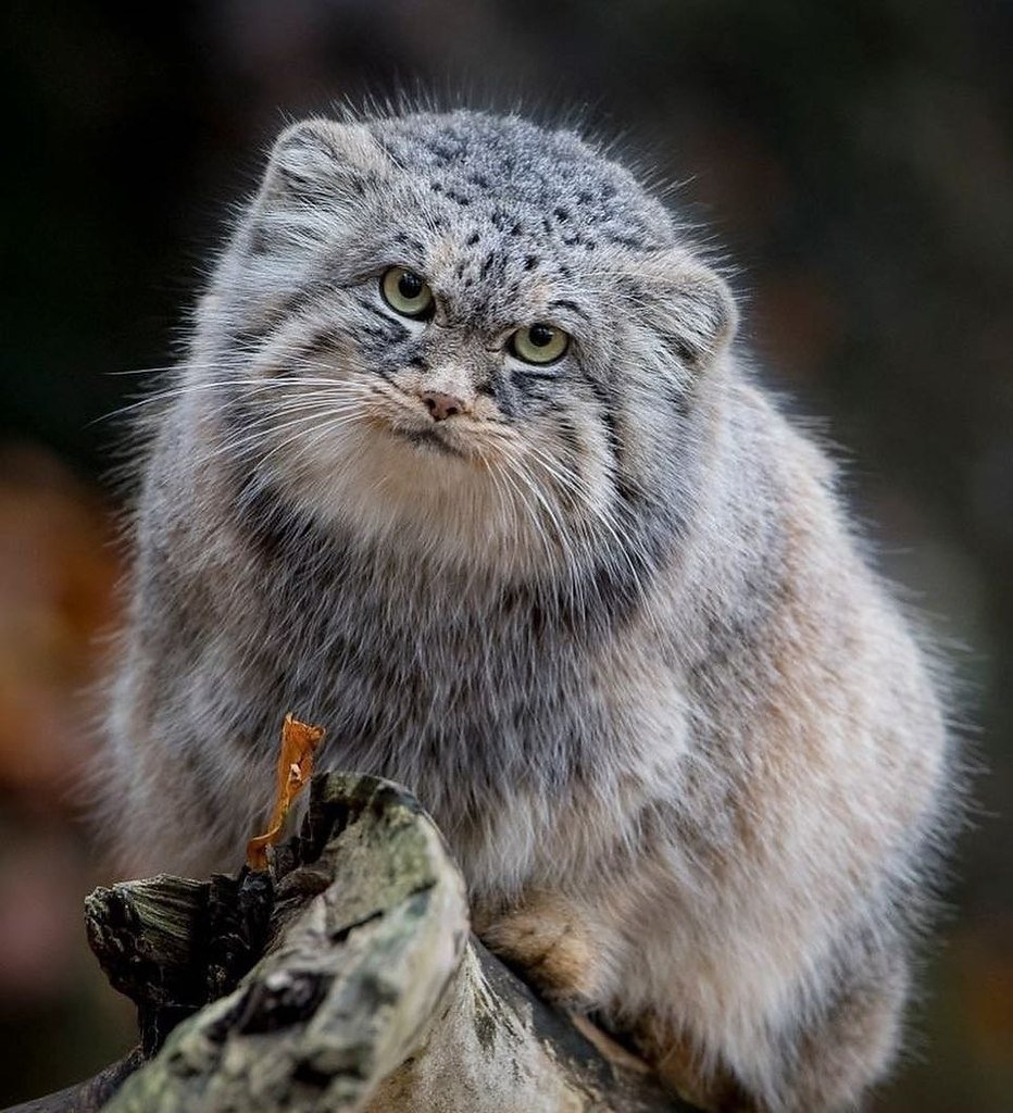 Большие коты Алтай фото