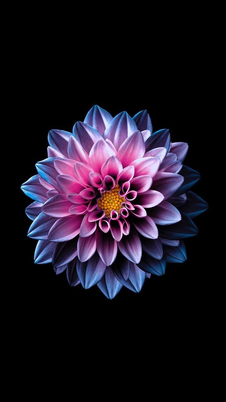 Фиолетовый цветок на айфон
