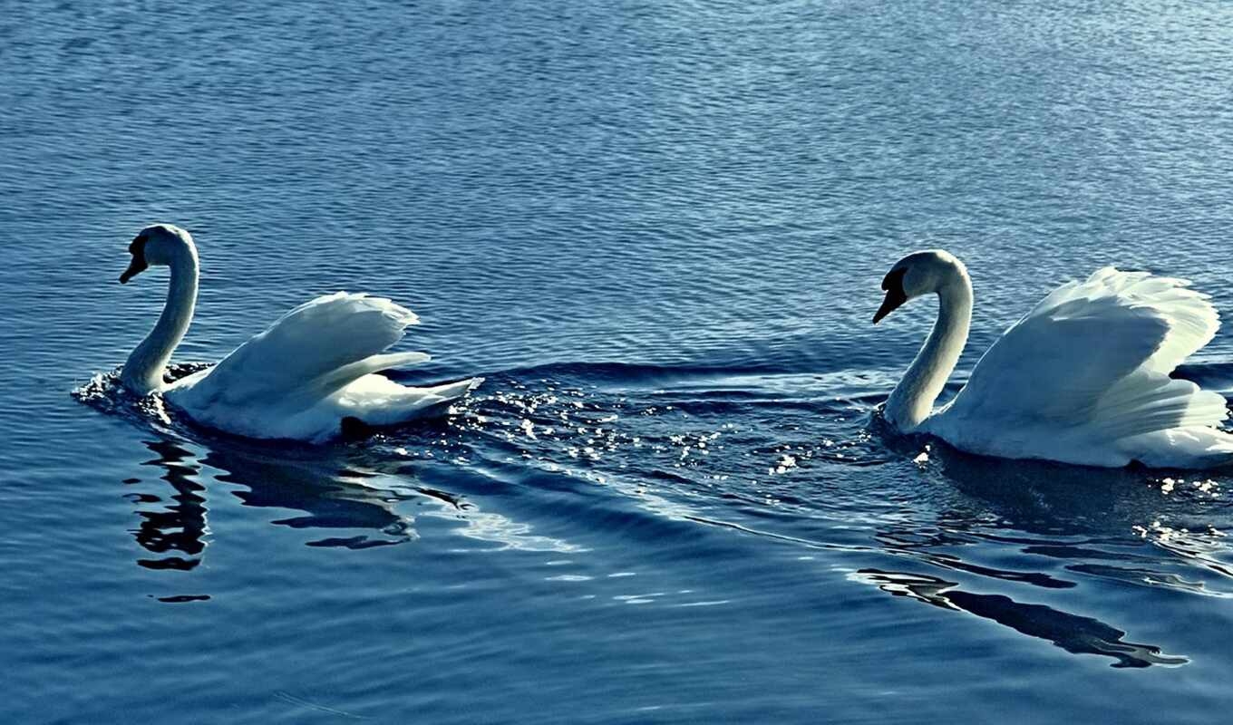 Лебедь под водой. Любовь и лебеди. Обои лебеди. Грустный лебедь.