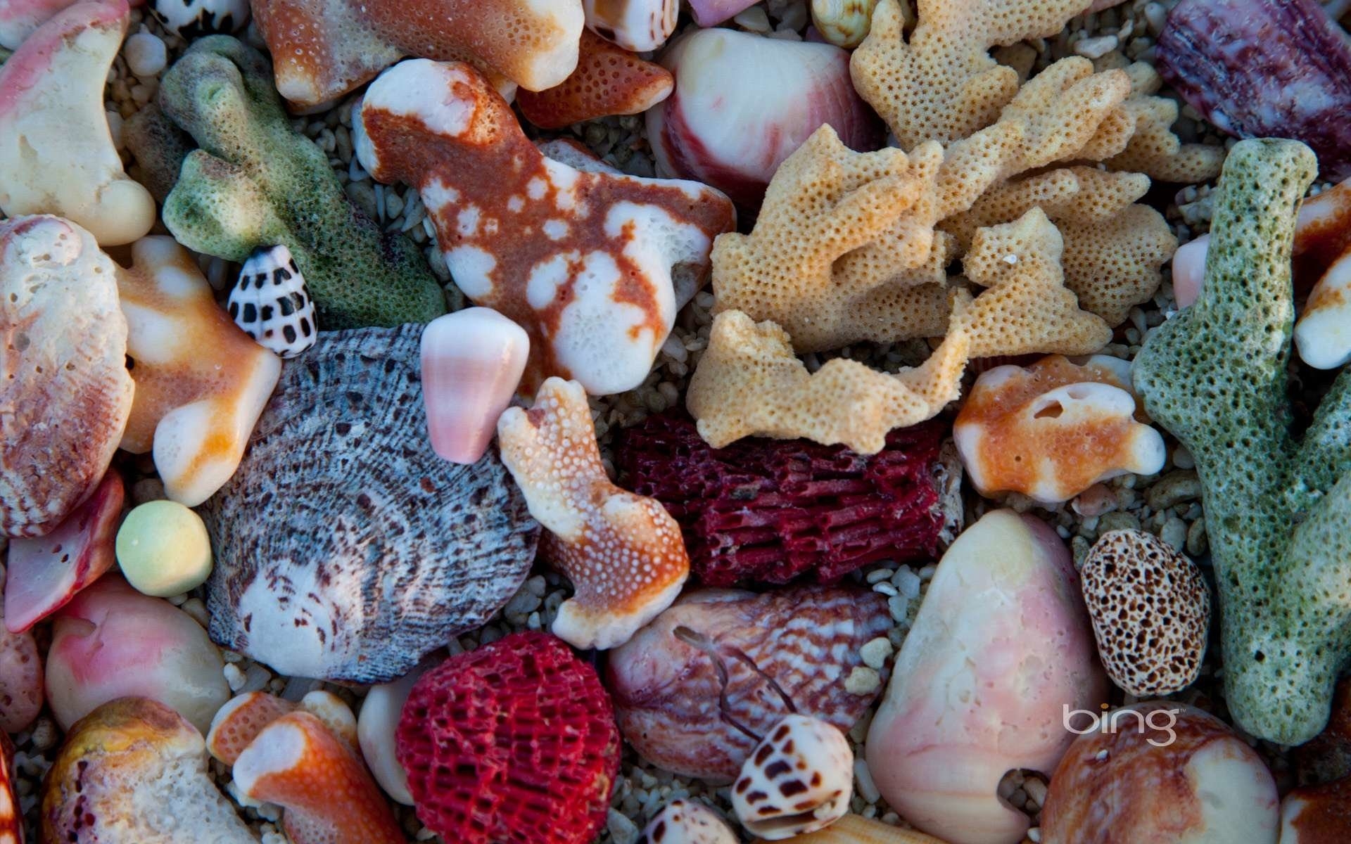 Как нужно есть морскую. Разноцветные ракушки. Морская раковина. Морские раковины и кораллы. Ракушки морские.